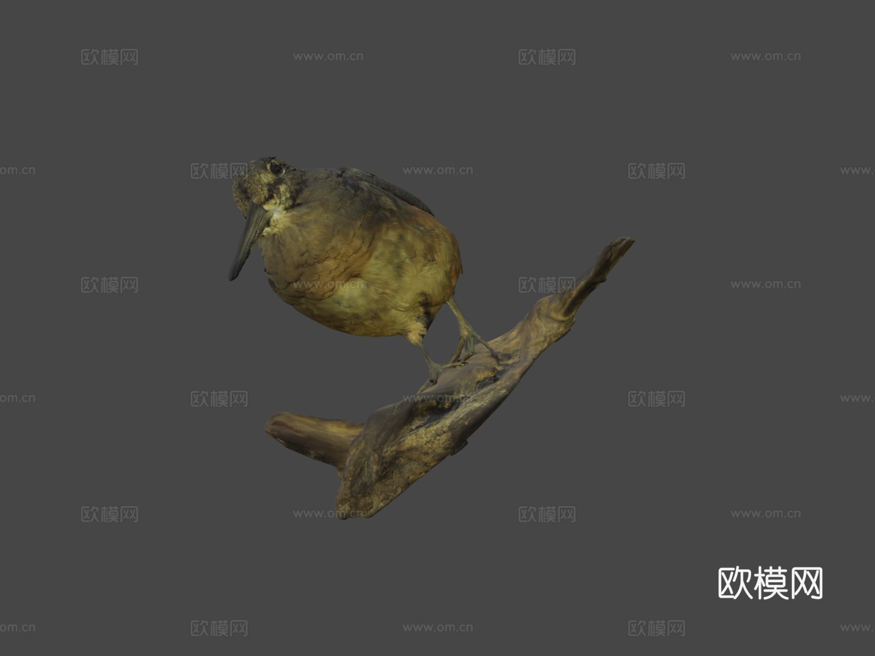 美洲丘鹬su模型下载（渲染图5）