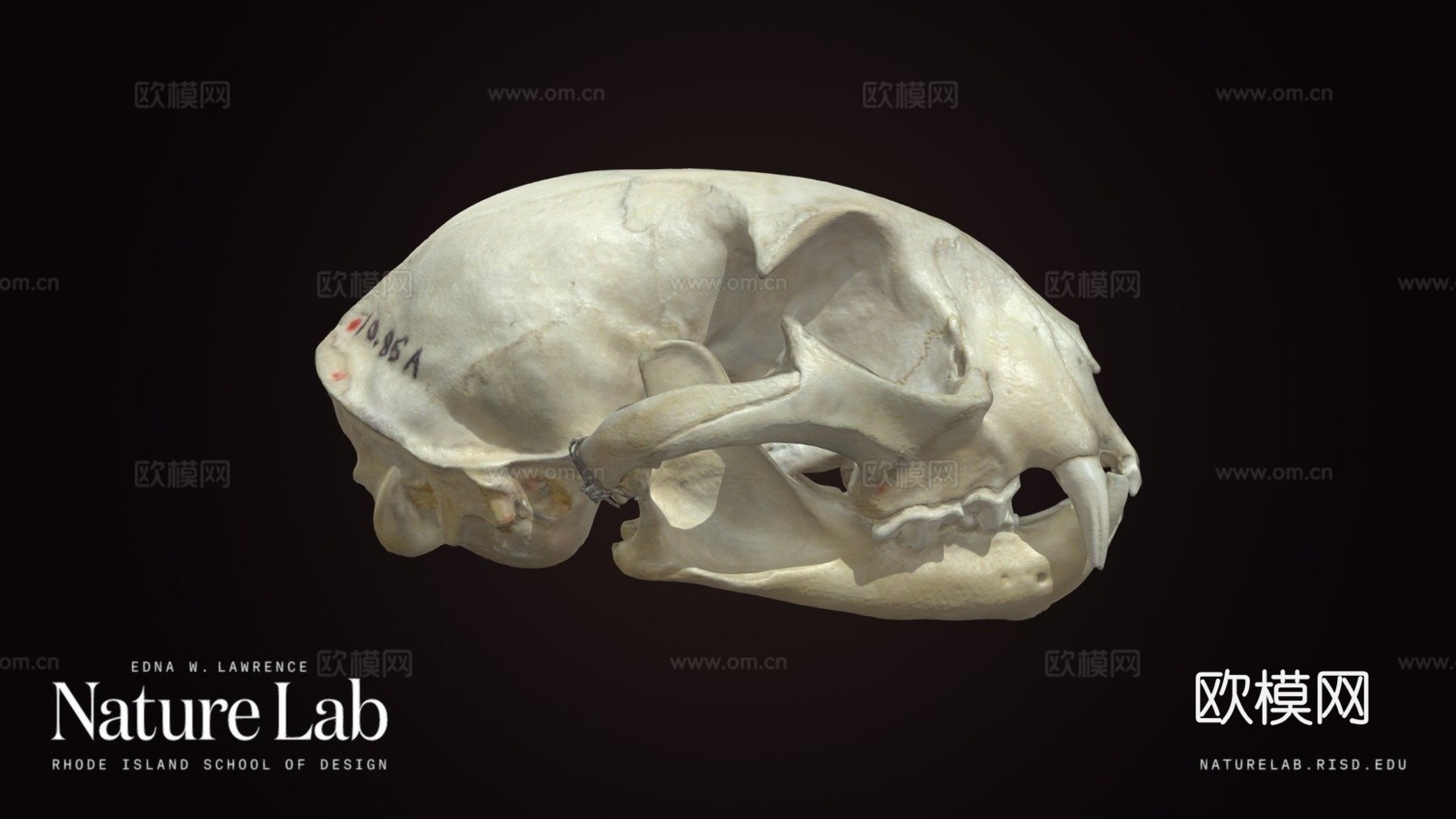 山猫头骨su模型