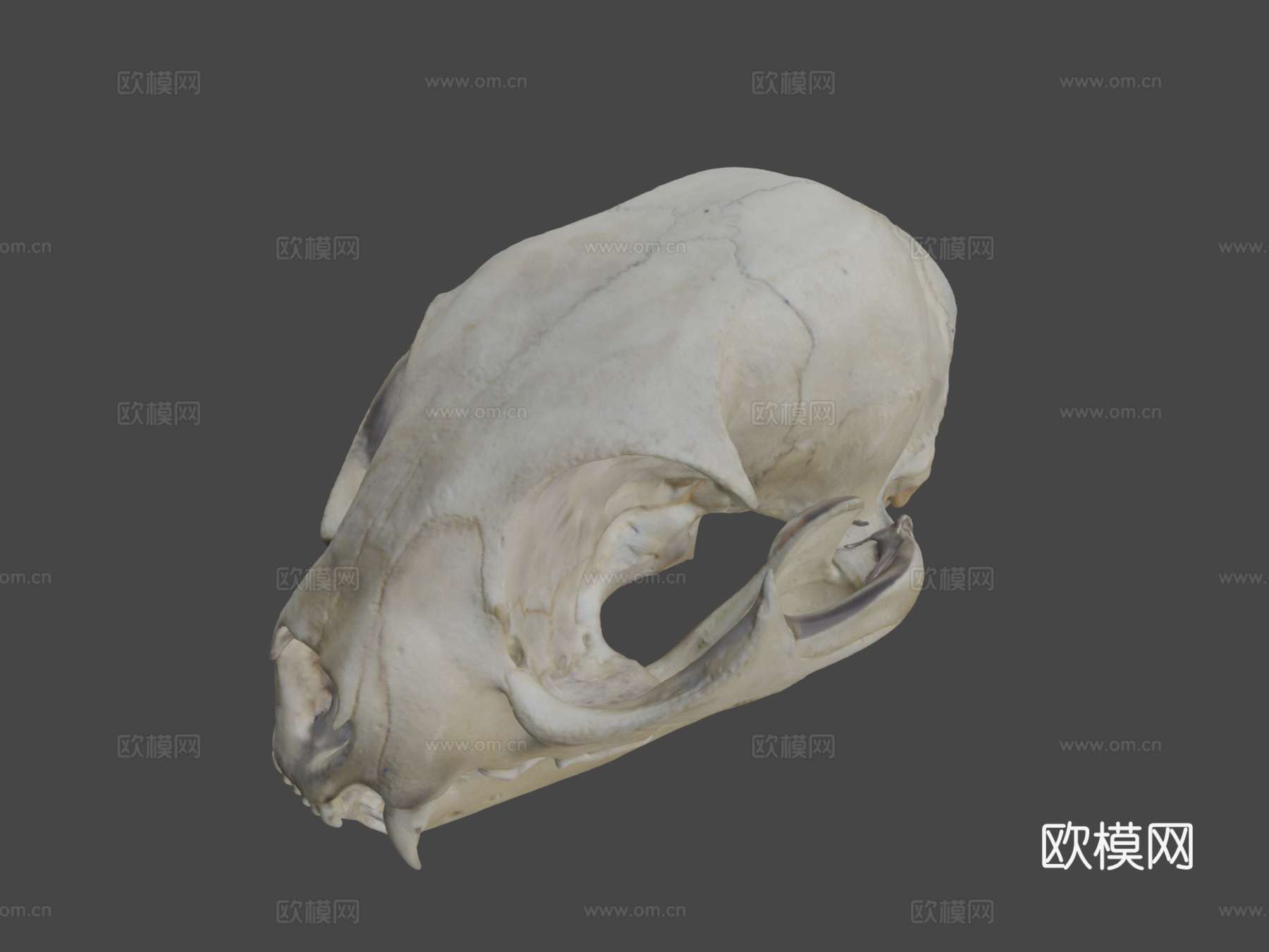 山猫头骨su模型