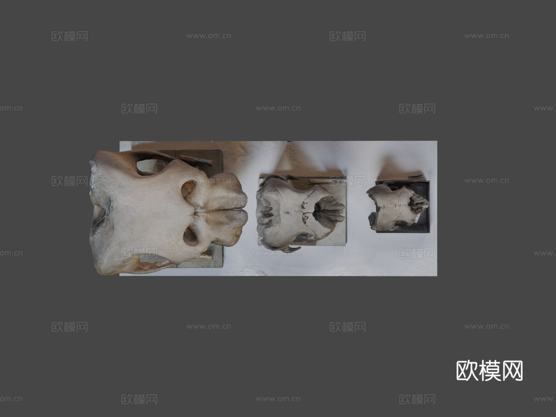 大象头骨su模型