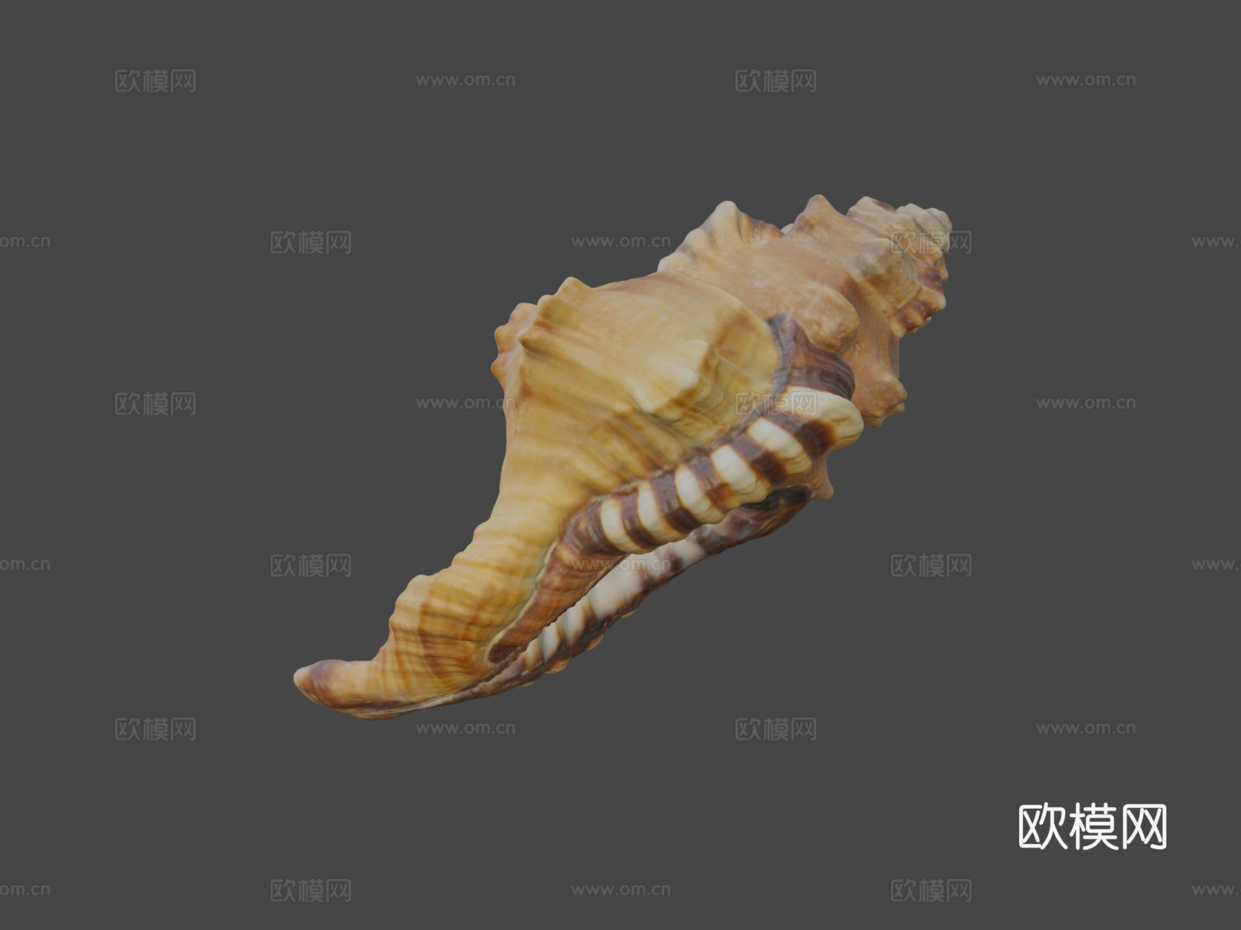 黑斑法螺壳su模型下载（渲染图6）