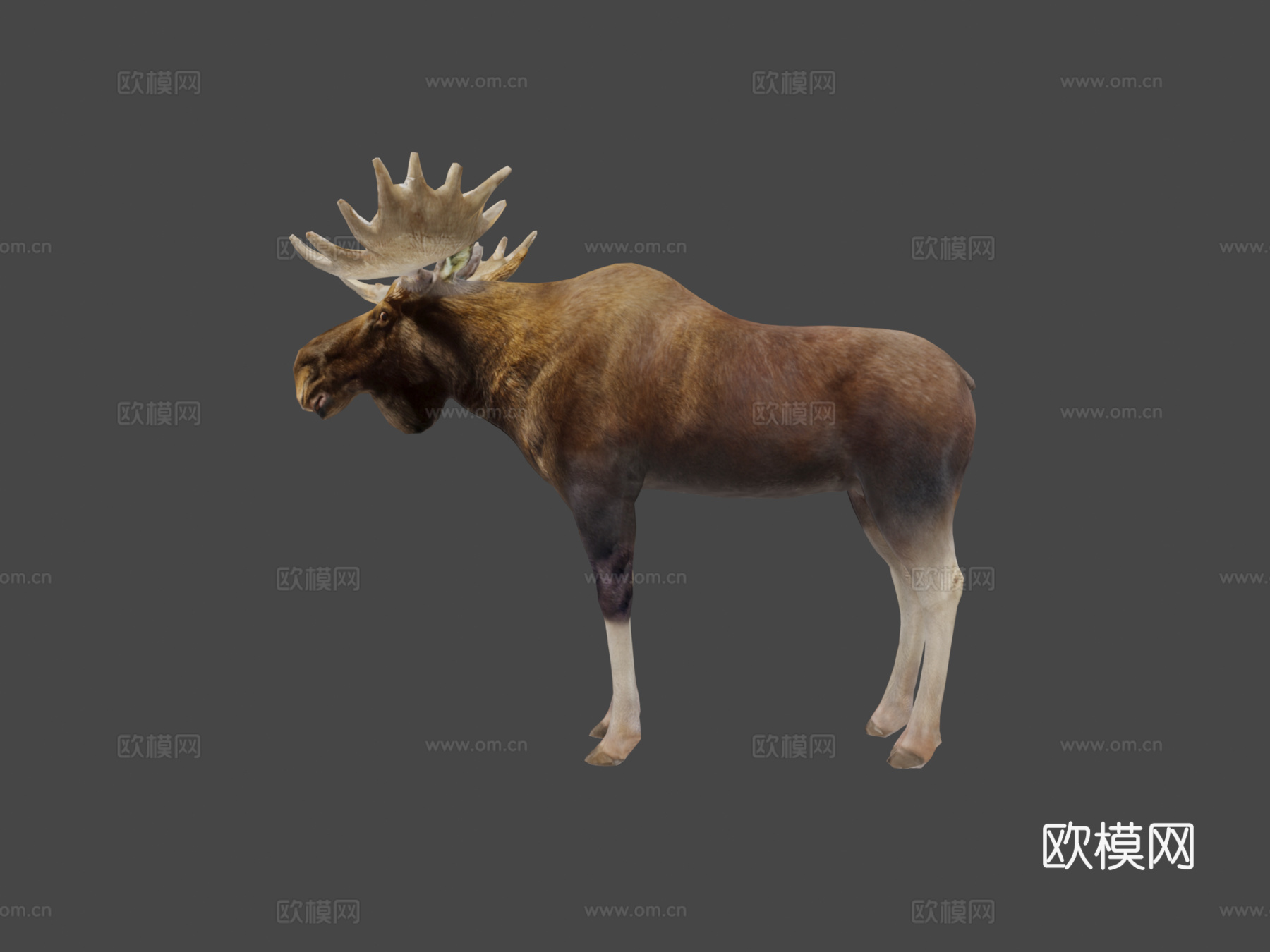 欧亚驼鹿哺乳动物低多边形su模型
