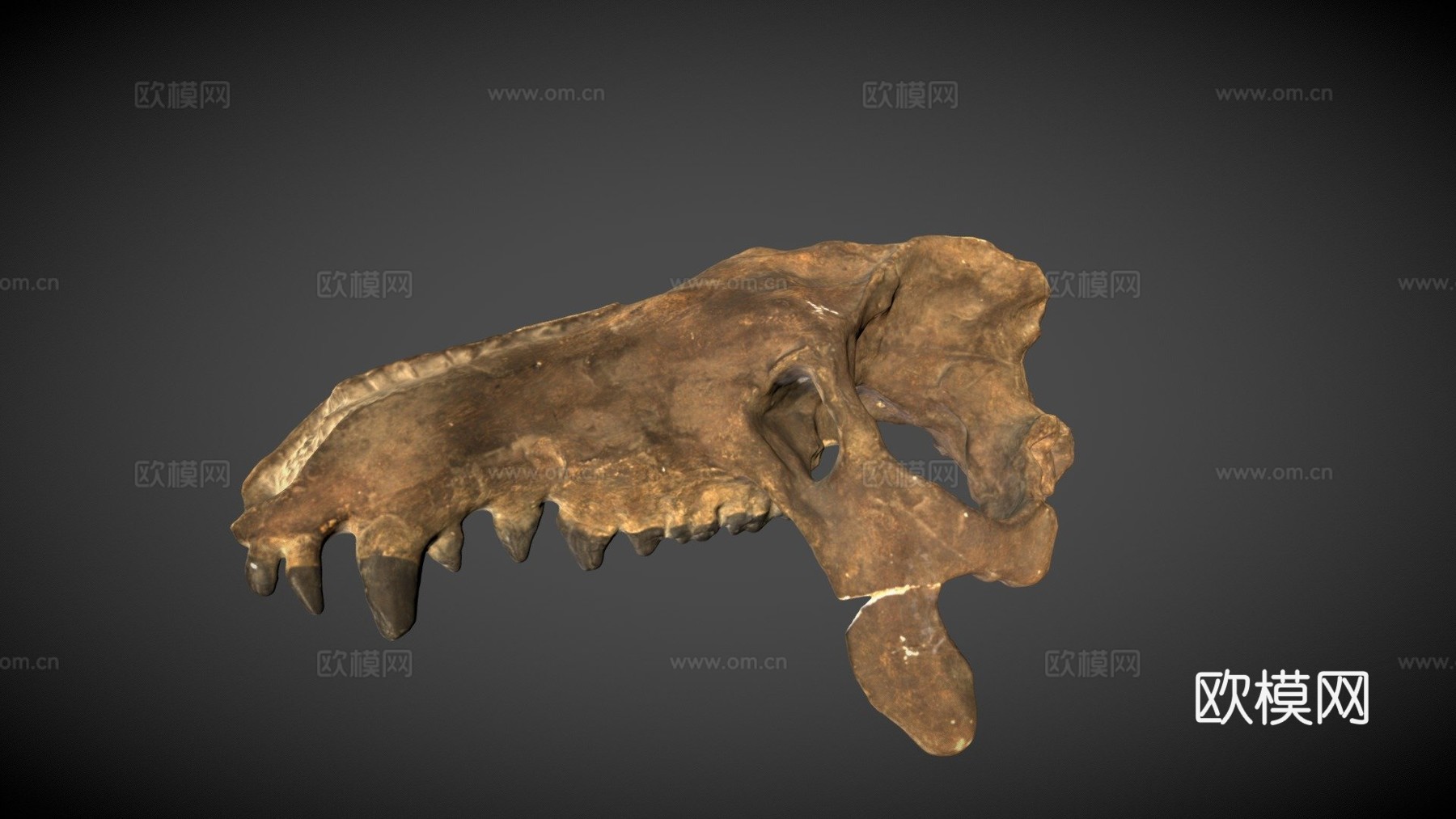 完齿兽头骨su模型