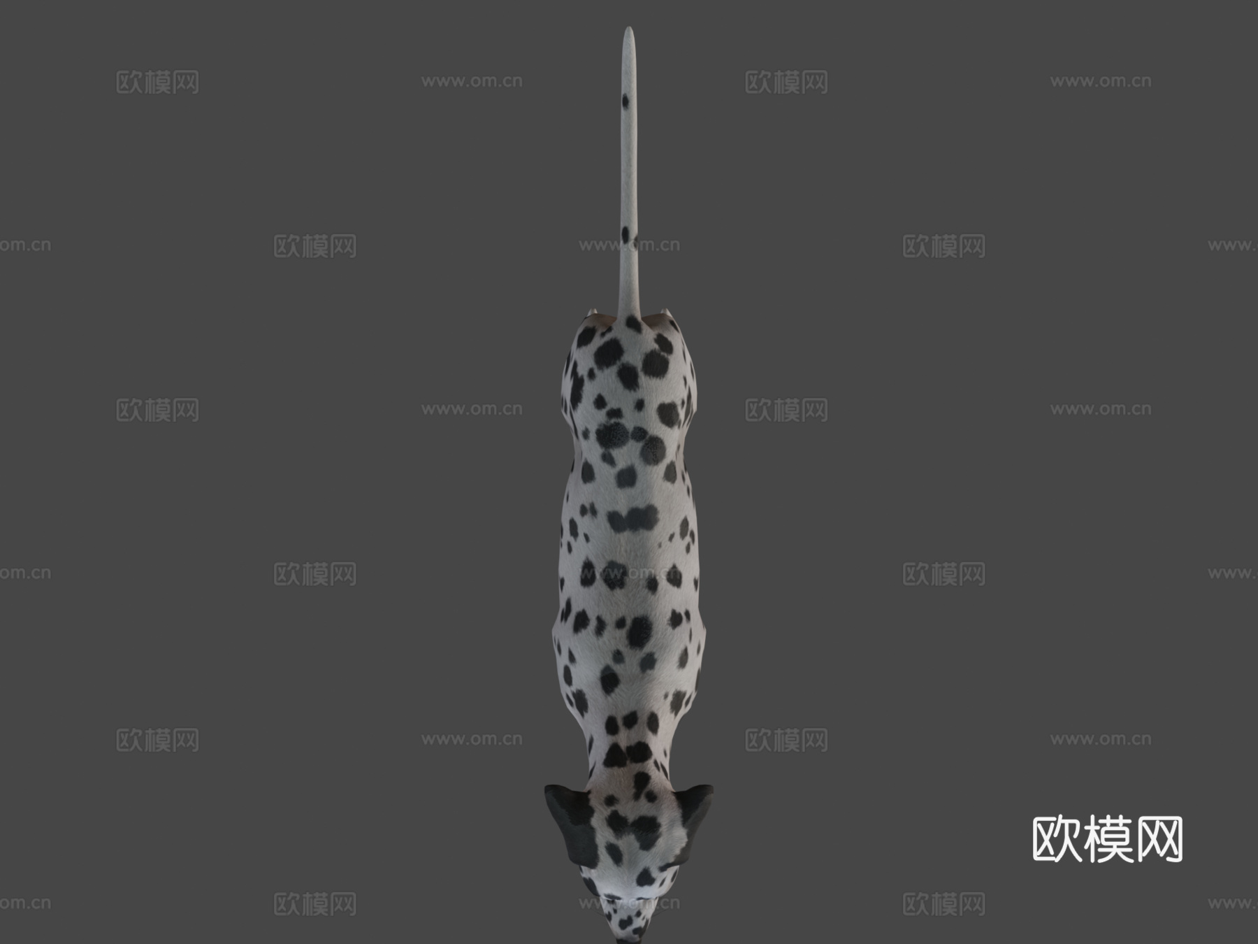 狗斑点狗v2su模型