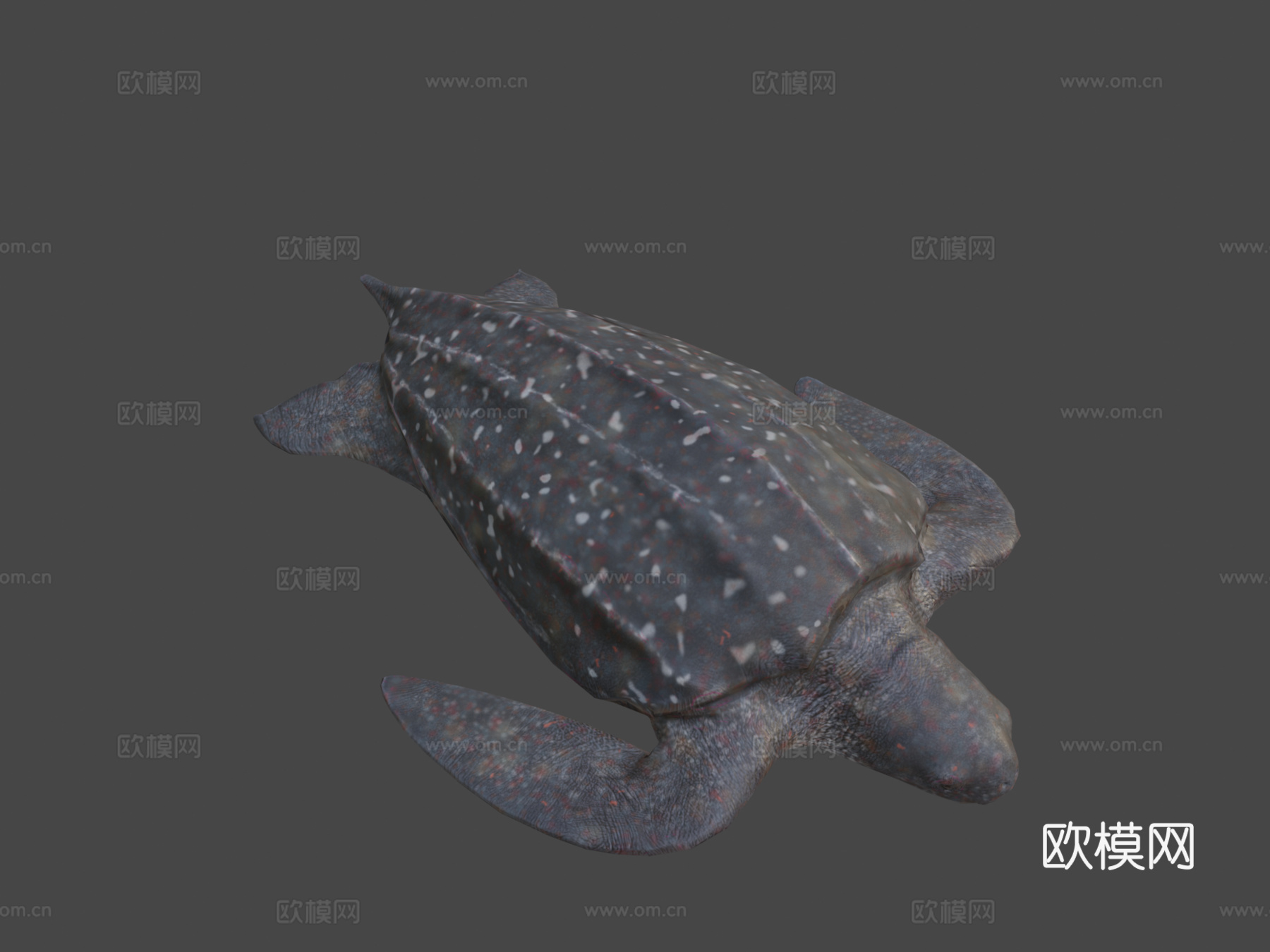 棱皮海龟su模型下载（渲染图8）