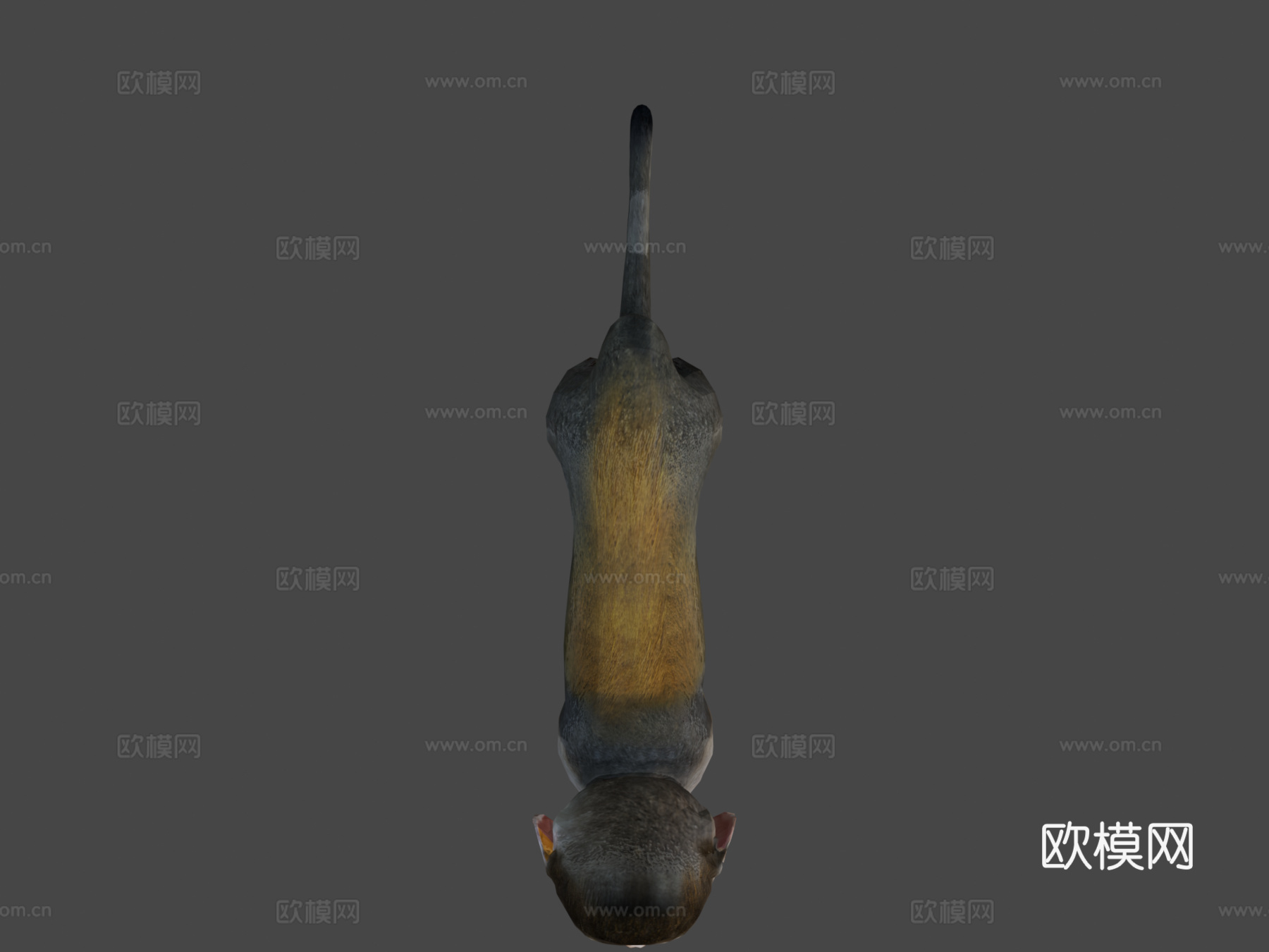 松鼠猴游戏就绪su模型