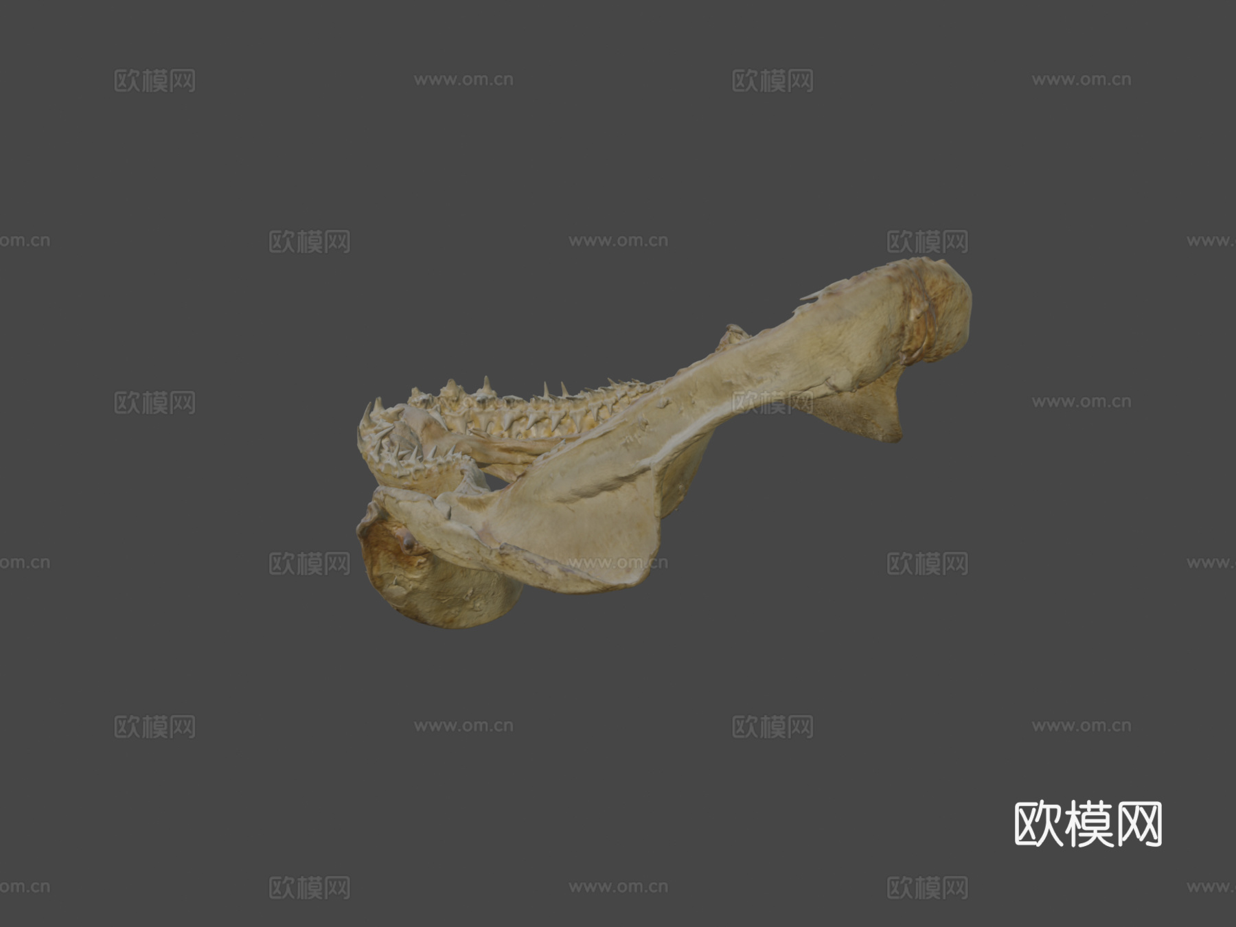 鲨鱼牙齿su模型下载（渲染图5）