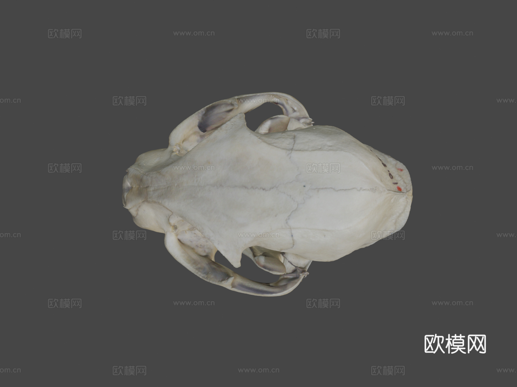 山猫头骨su模型