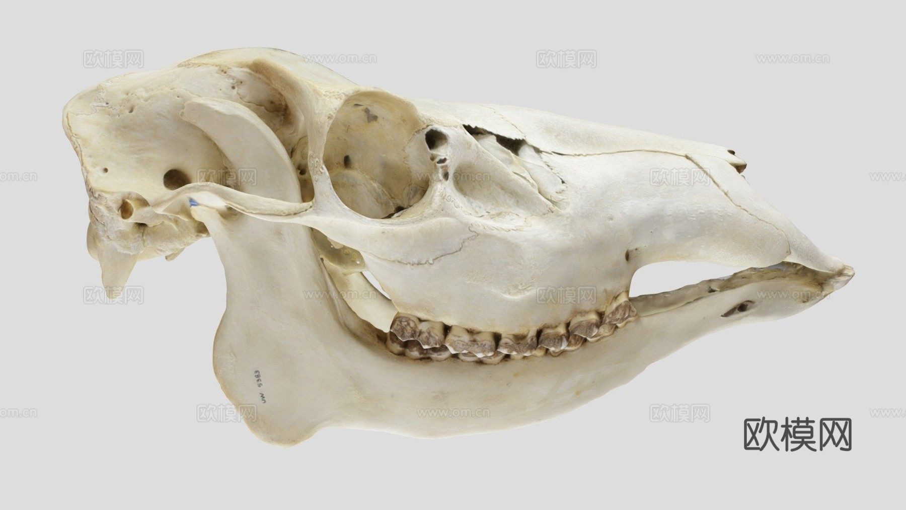 UWYMV哺乳5383马鹿头骨su模型