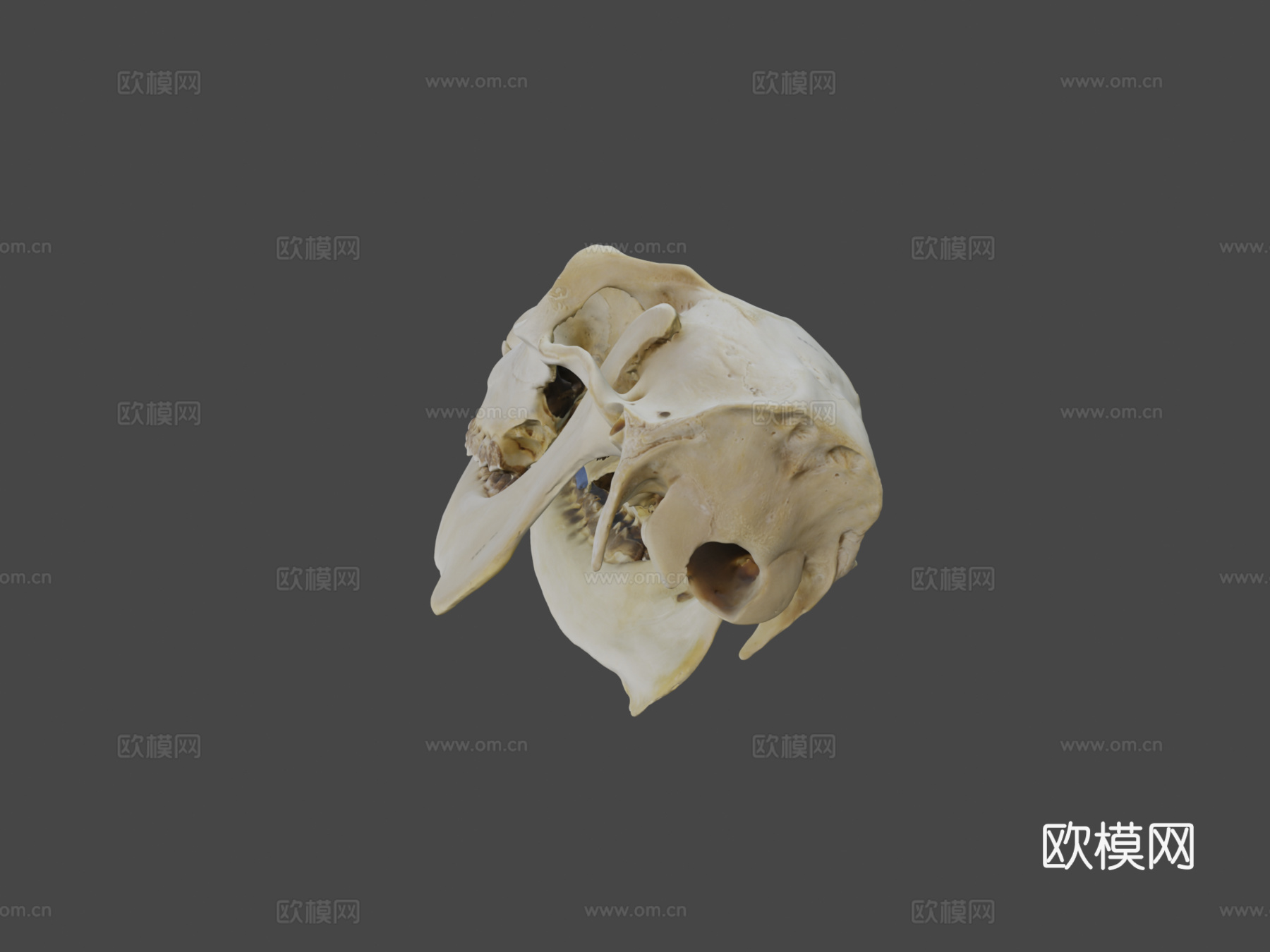 UWYMV哺乳5383马鹿头骨su模型