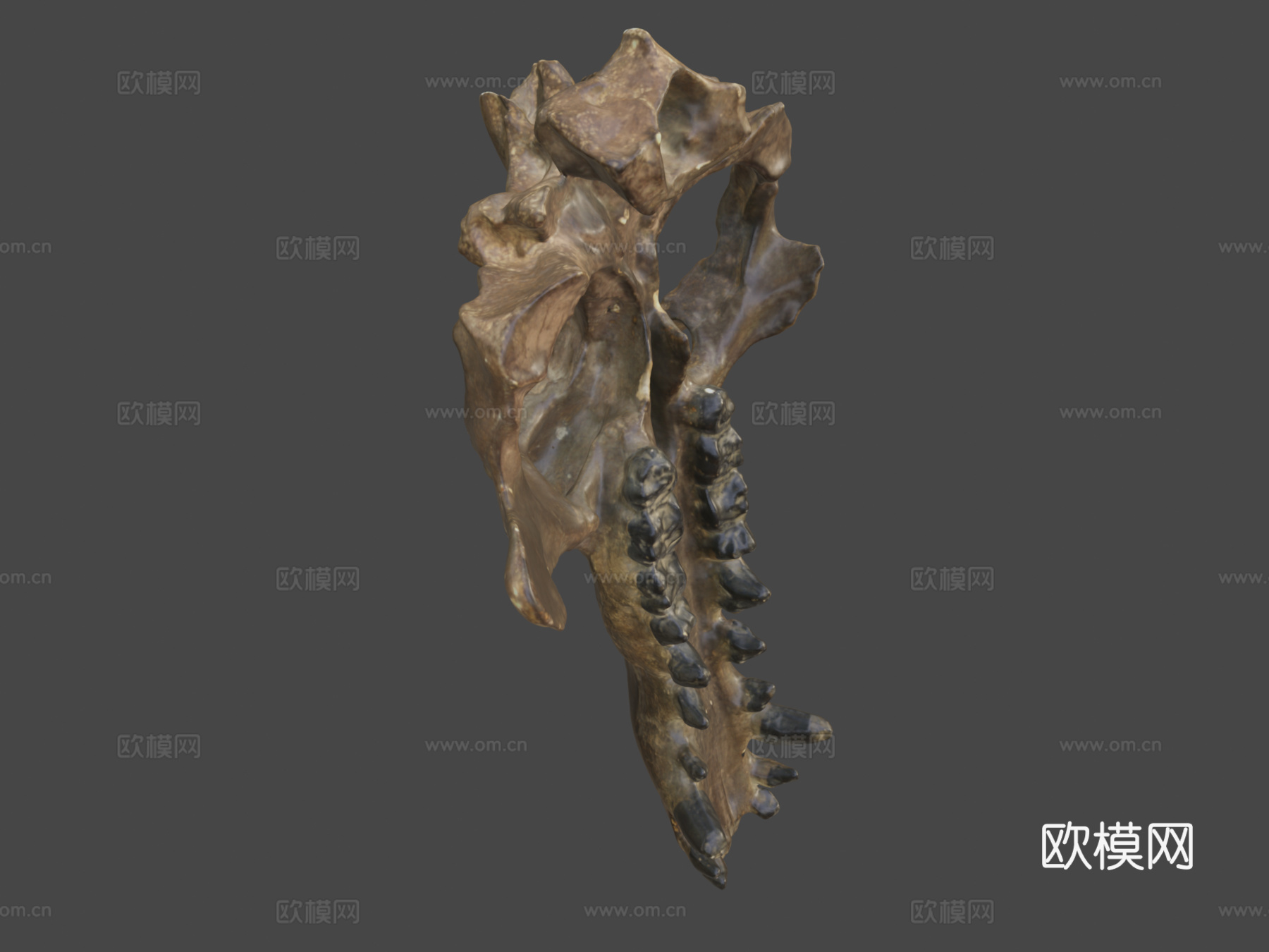 完齿兽头骨su模型