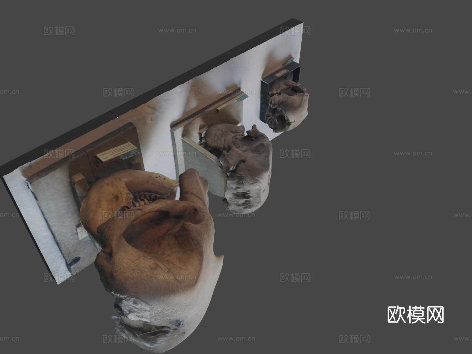 大象头骨su模型