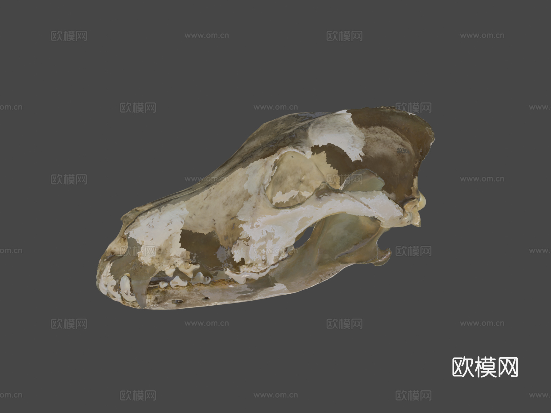 CMNH22306灰狼头骨su模型