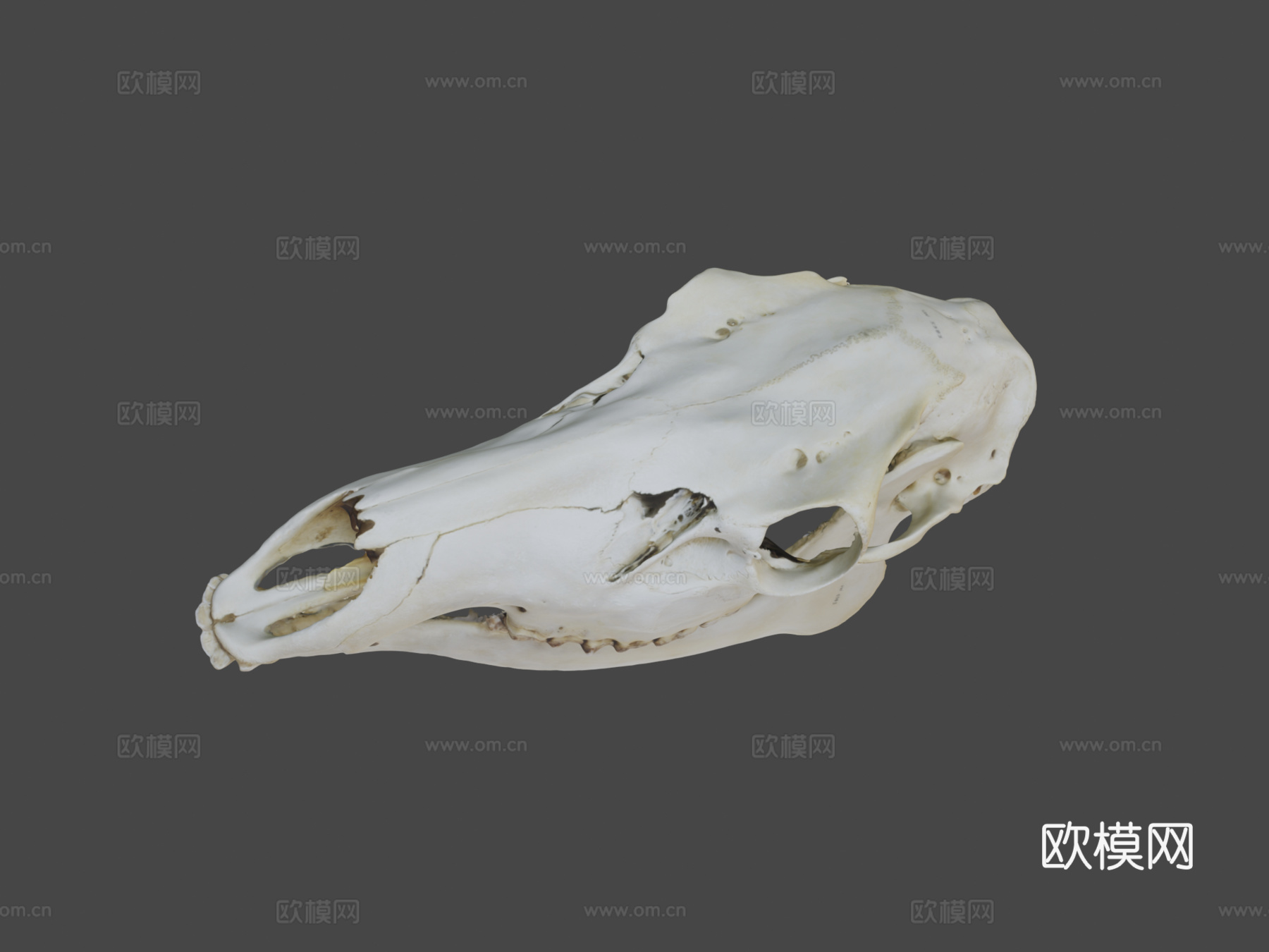 UWYMV哺乳5383马鹿头骨su模型