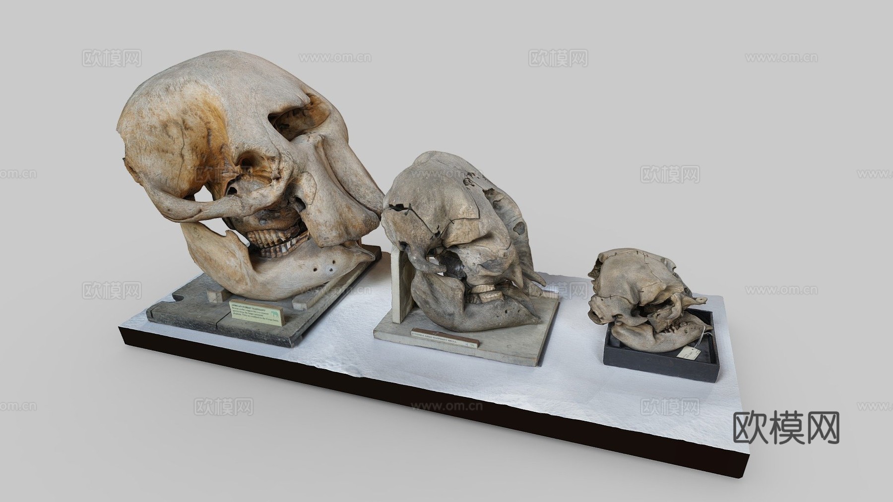 大象头骨su模型