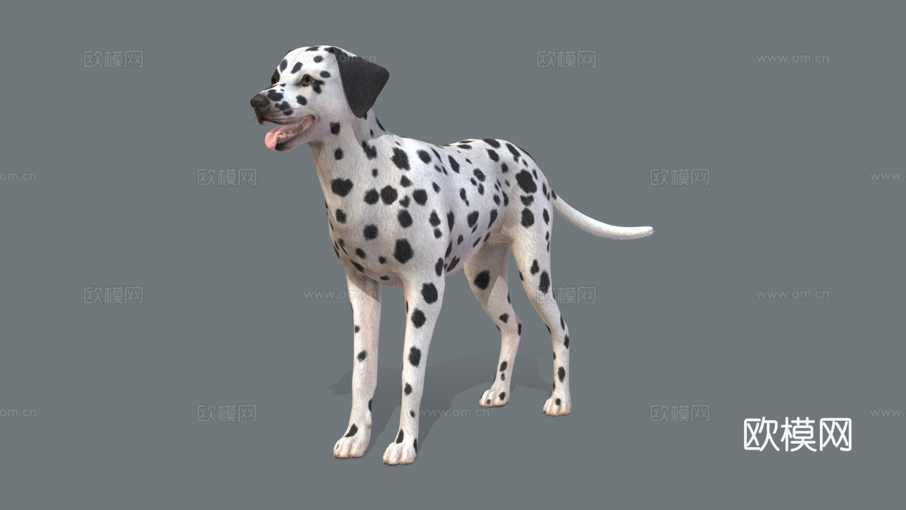 狗斑点狗v2su模型