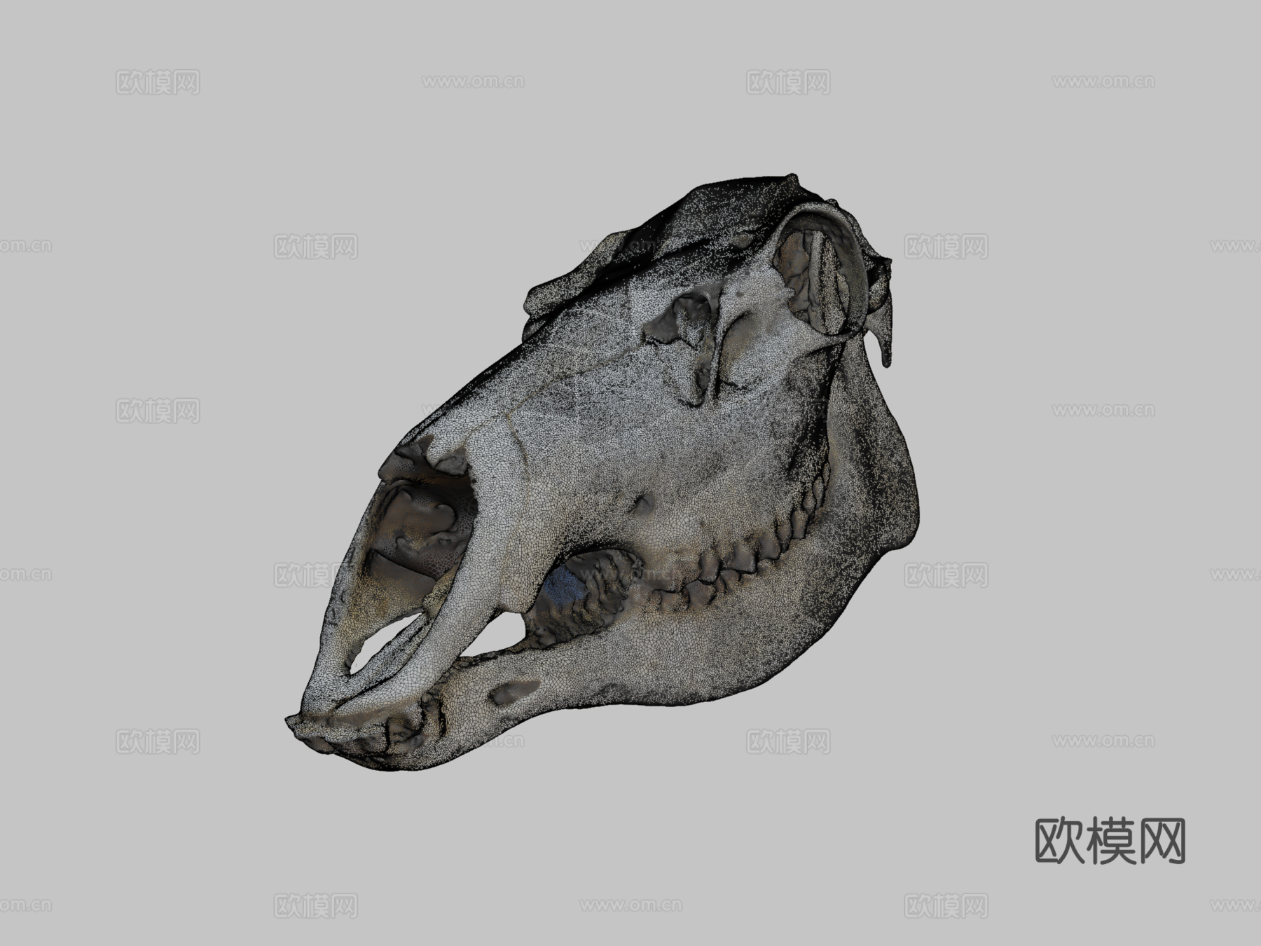 UWYMV哺乳5383马鹿头骨su模型