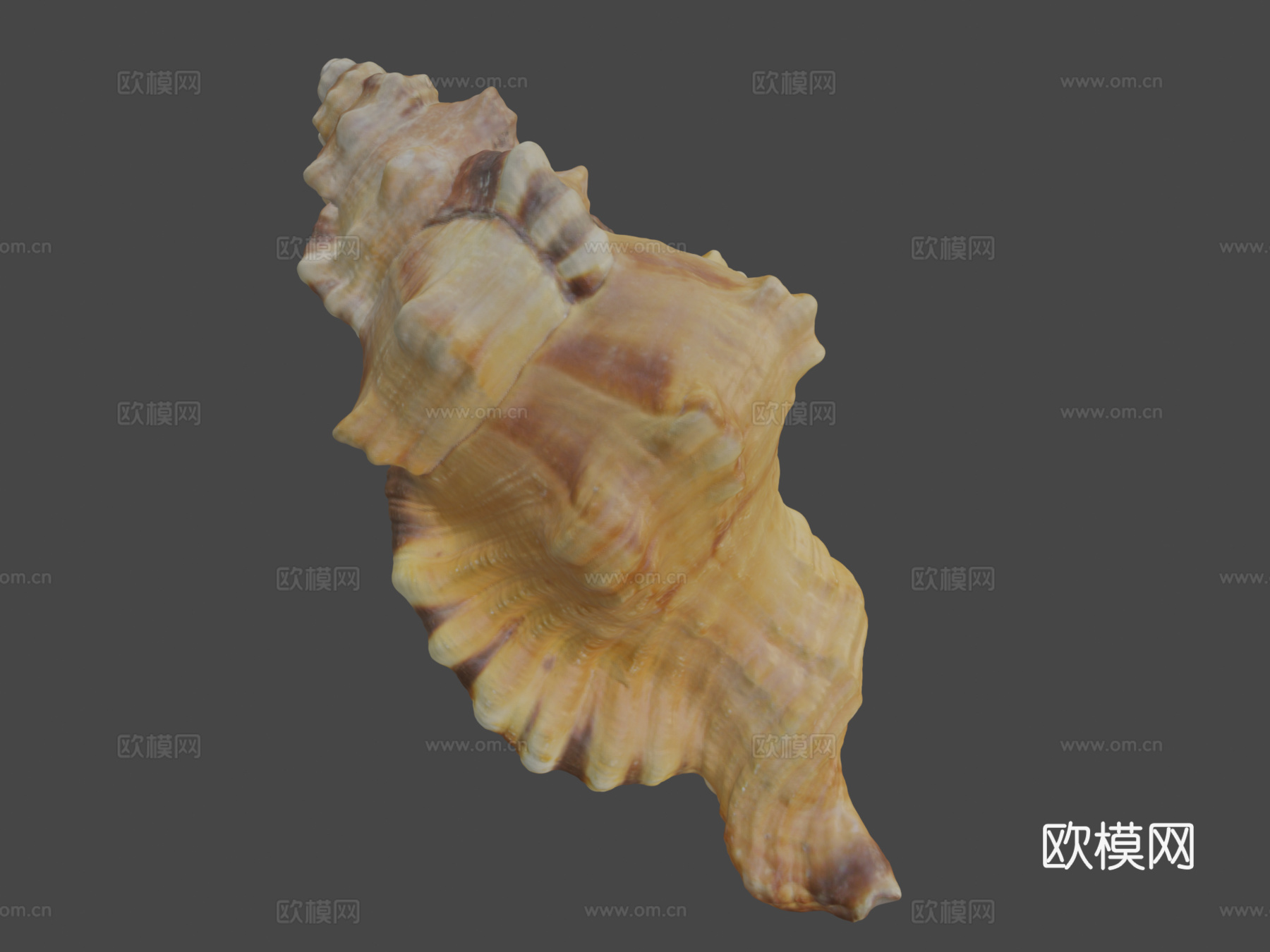 黑斑法螺壳su模型下载（渲染图8）
