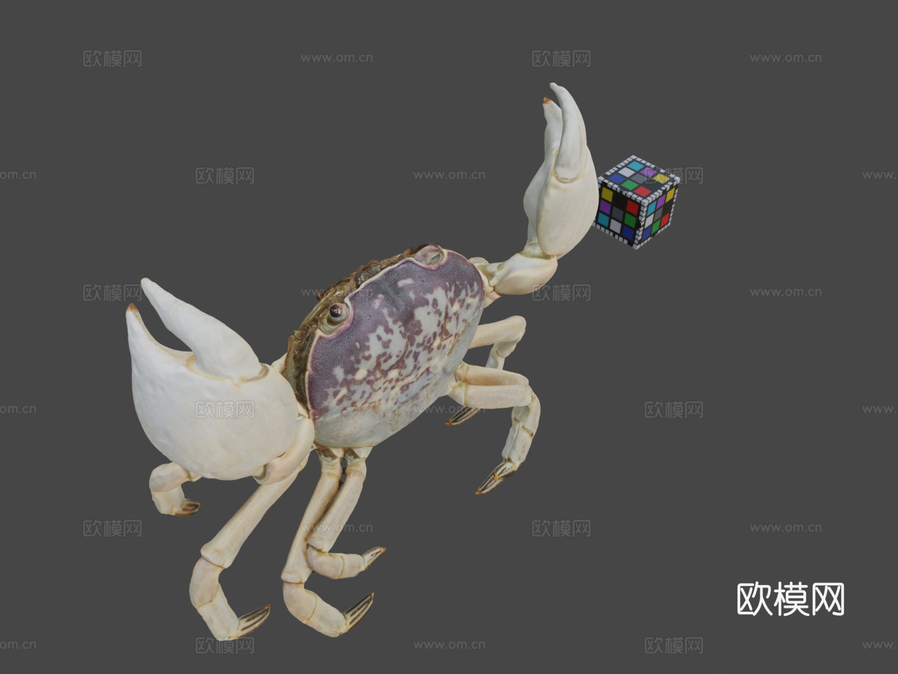 CC0红蟹光滑岸蟹su模型下载（渲染图1）