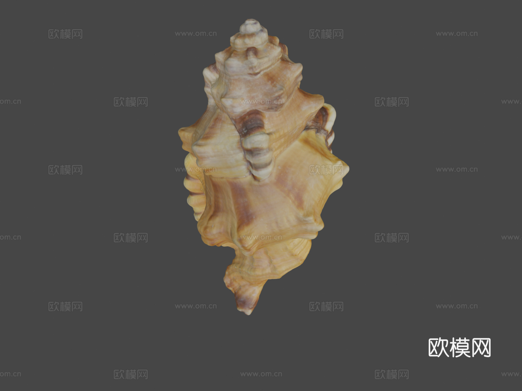 黑斑法螺壳su模型下载（渲染图7）