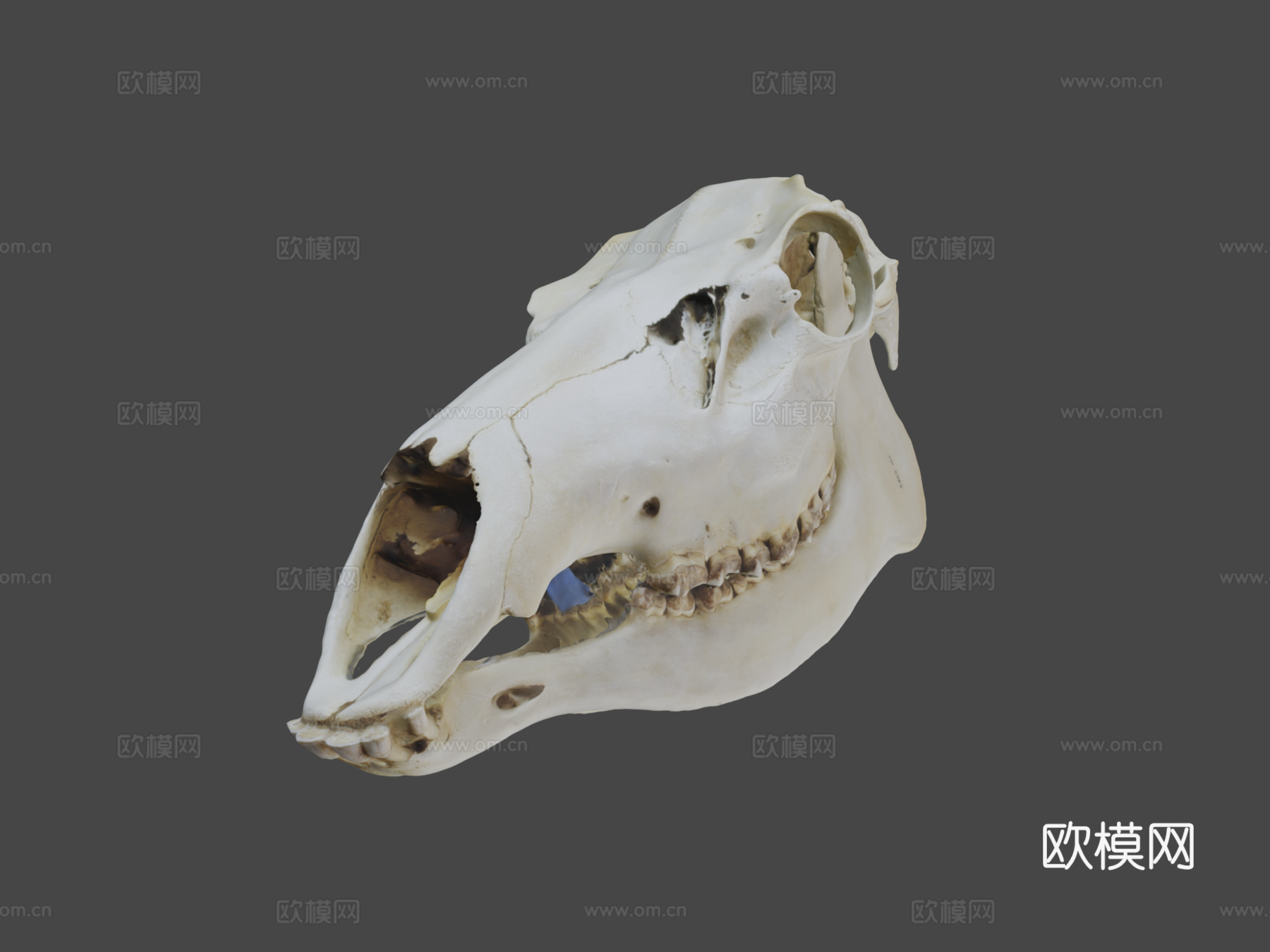 UWYMV哺乳5383马鹿头骨su模型