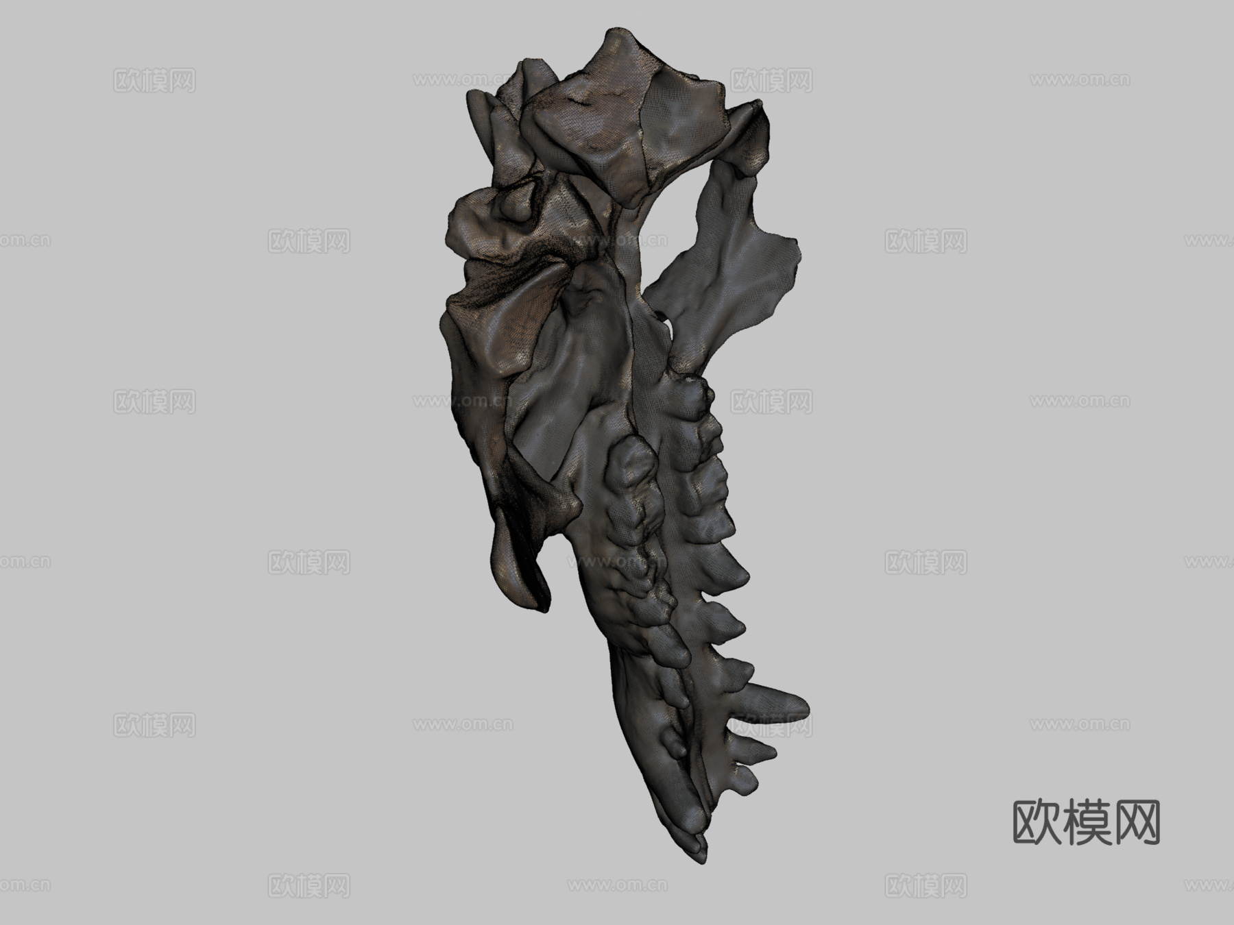 完齿兽头骨su模型