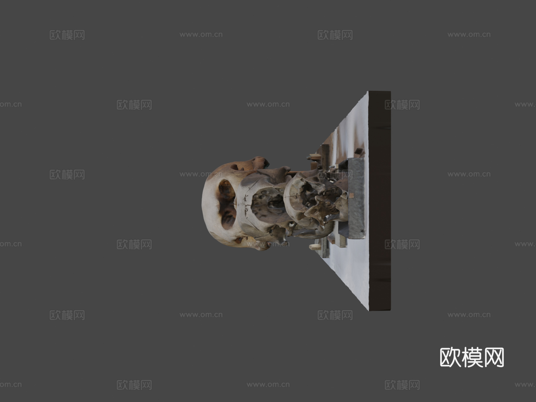 大象头骨su模型