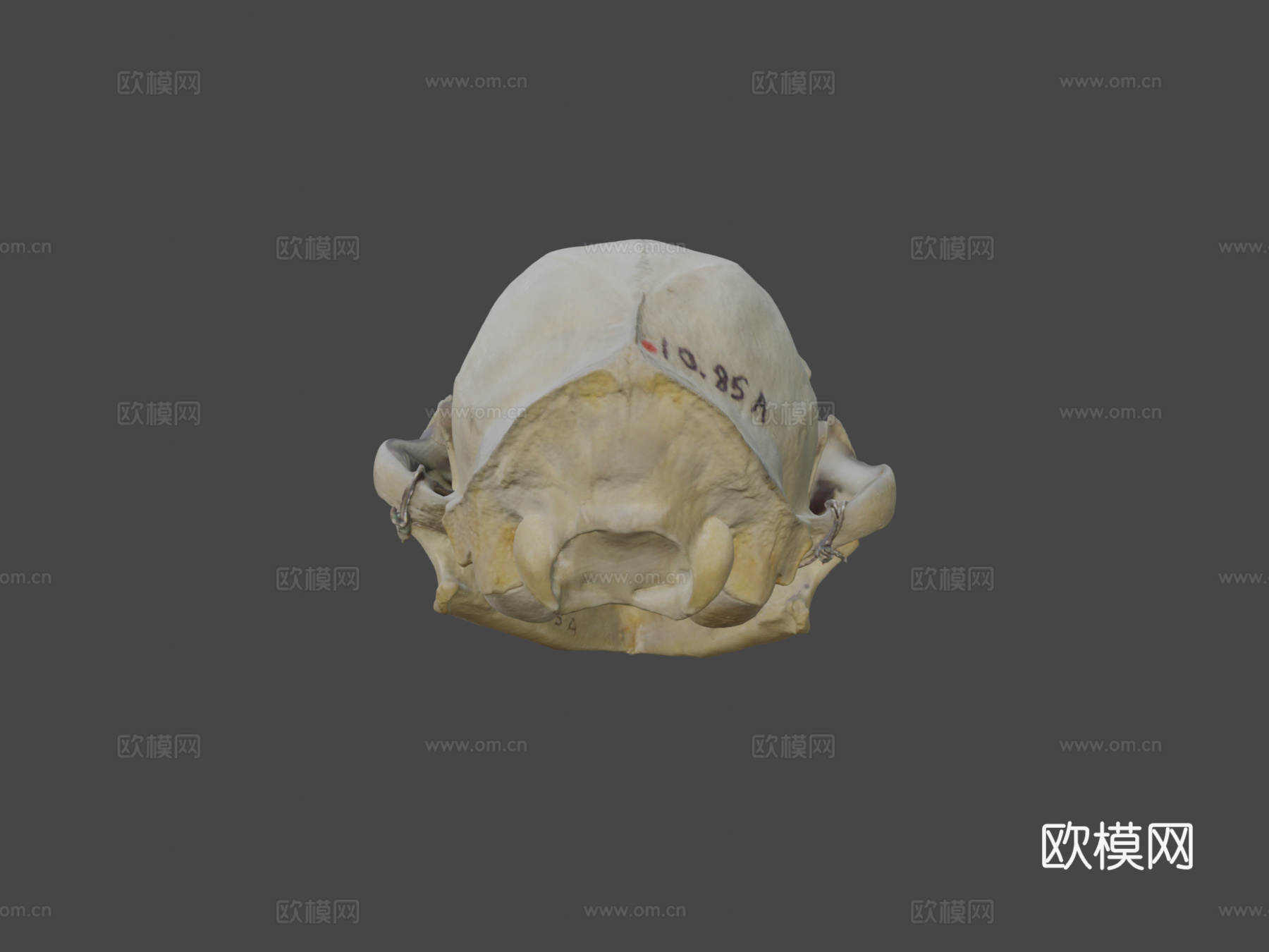 山猫头骨su模型