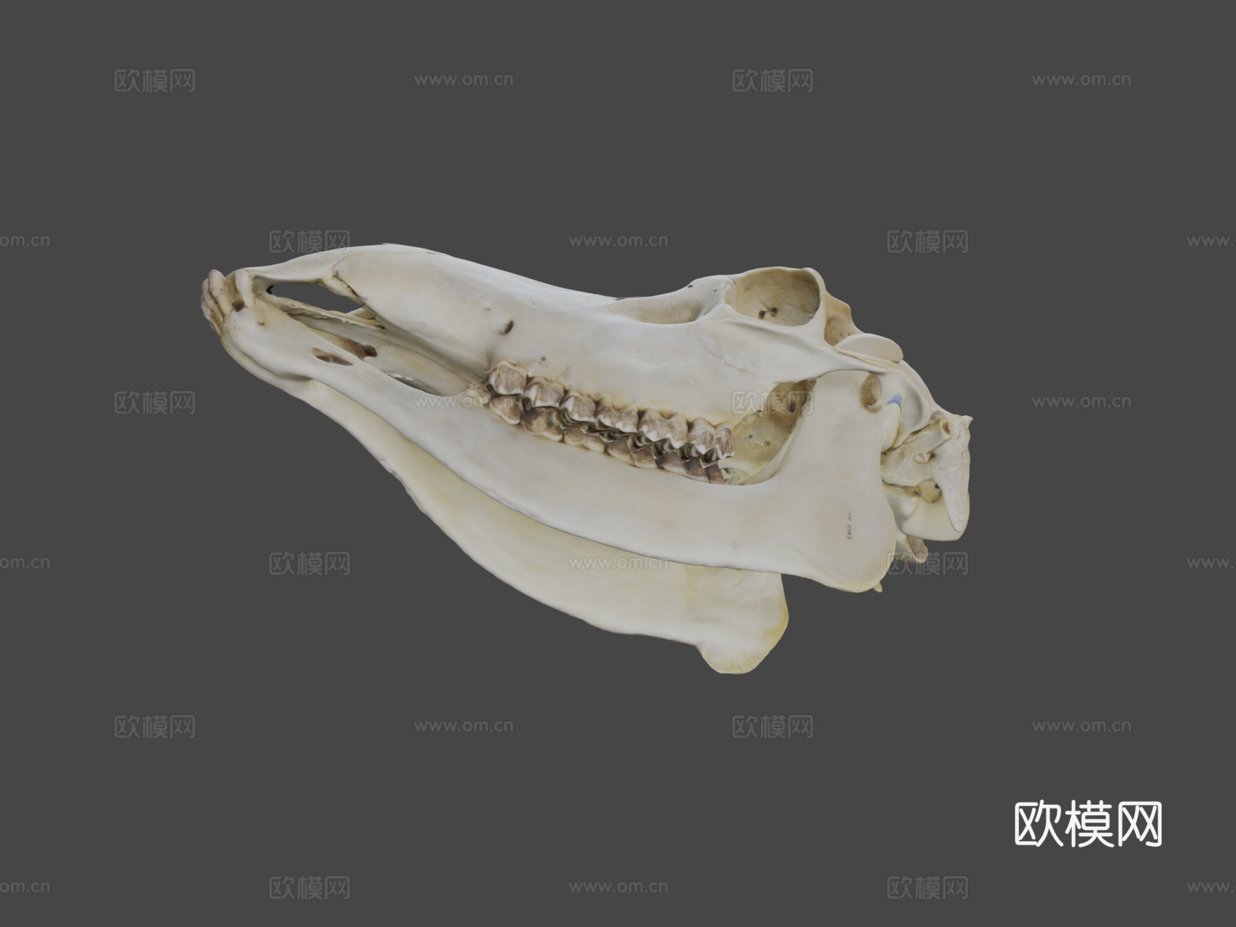 UWYMV哺乳5383马鹿头骨su模型