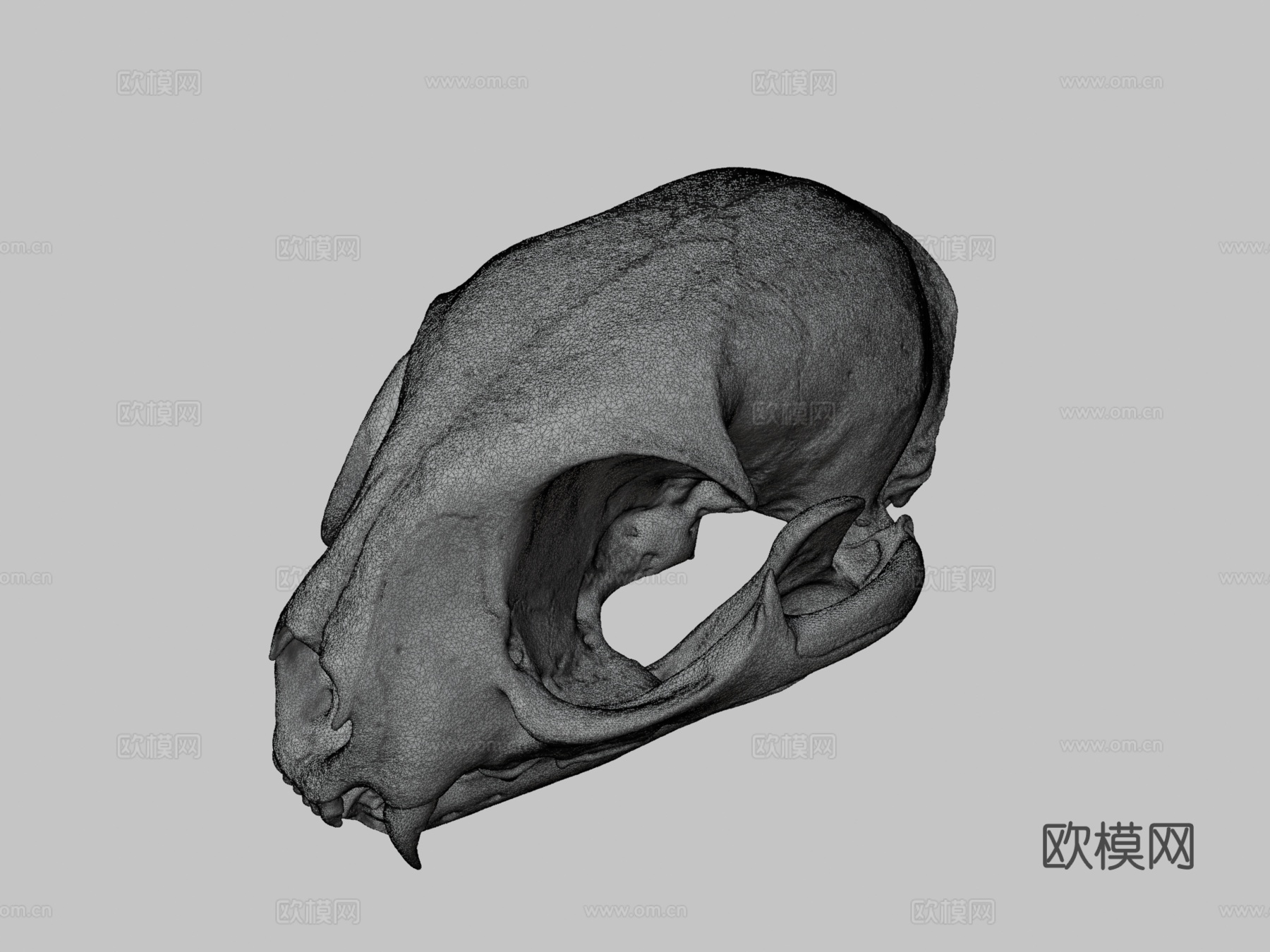 山猫头骨su模型