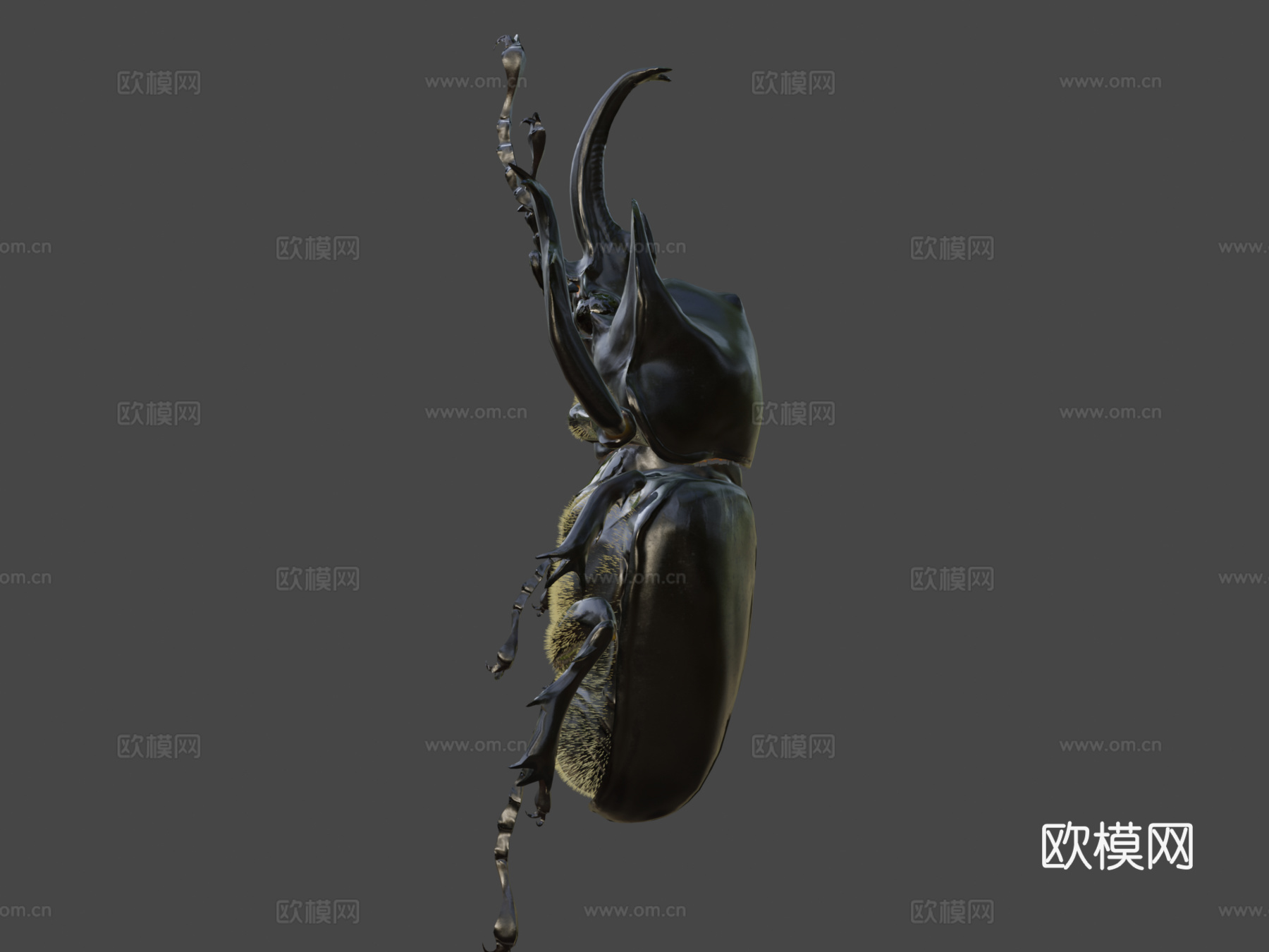 巨犀金龟su模型