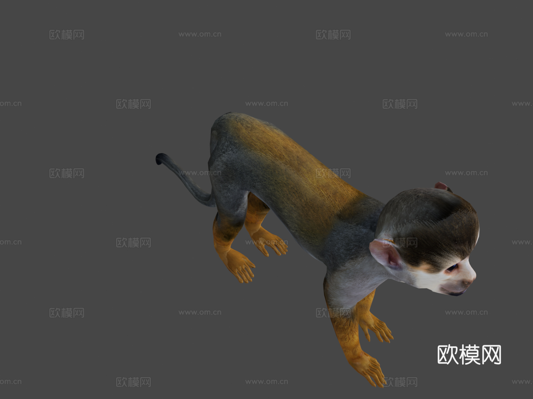 松鼠猴游戏就绪su模型