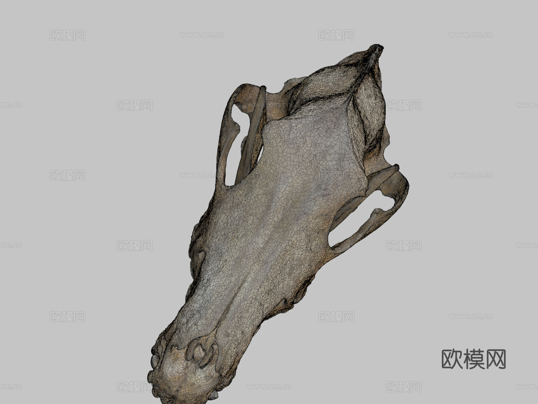 CMNH22306灰狼头骨su模型