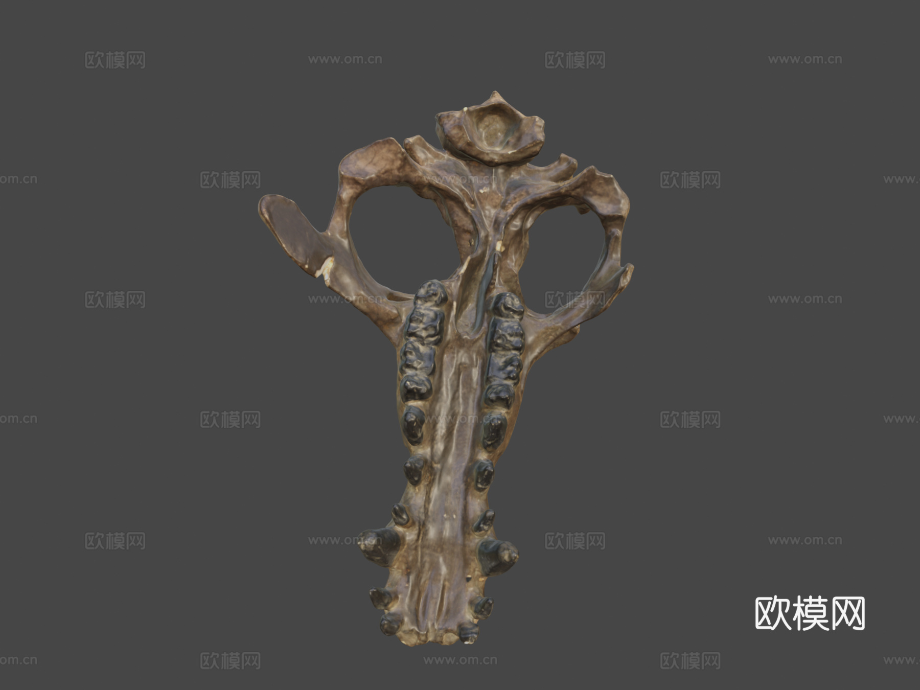 完齿兽头骨su模型