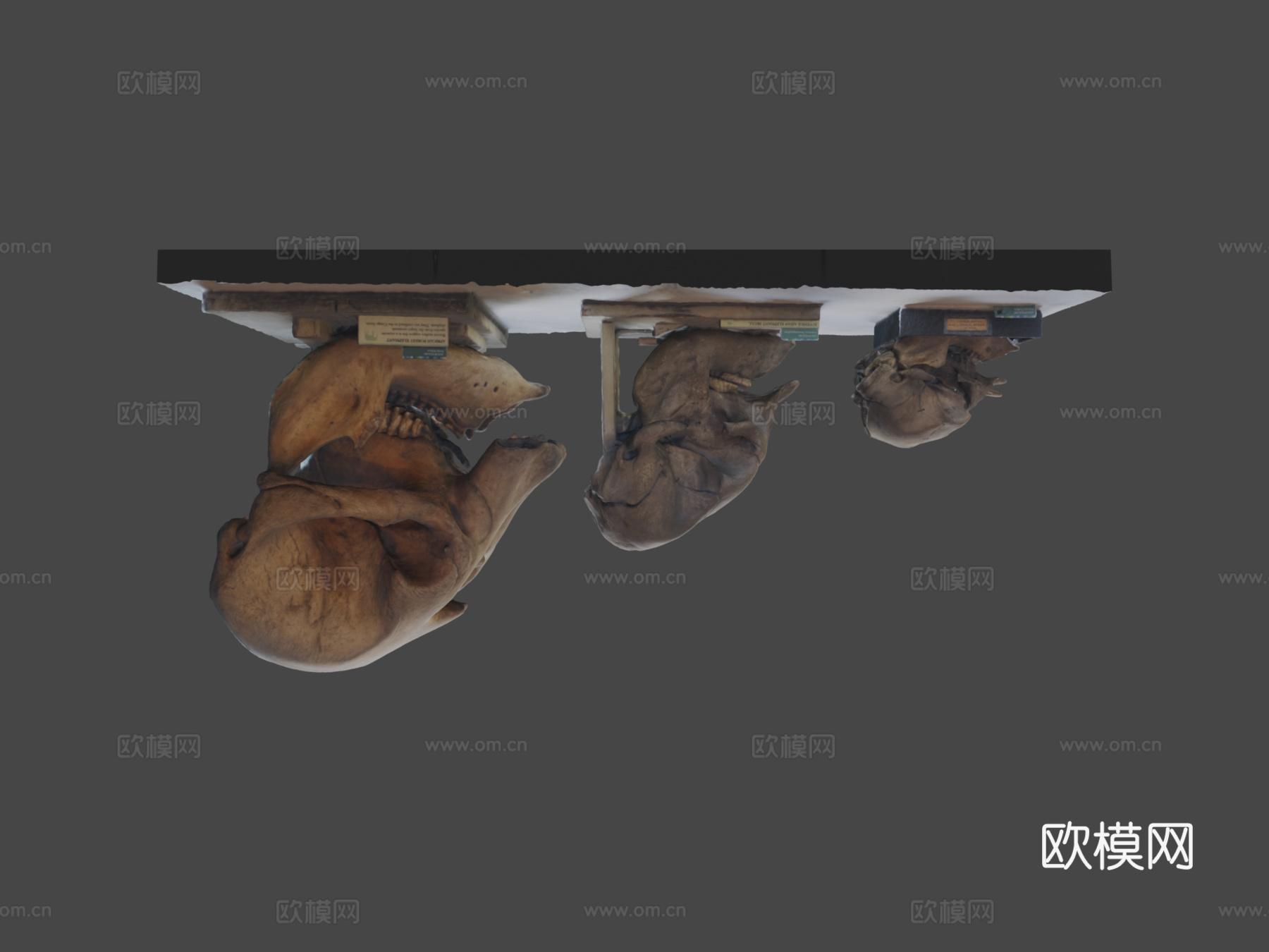 大象头骨su模型