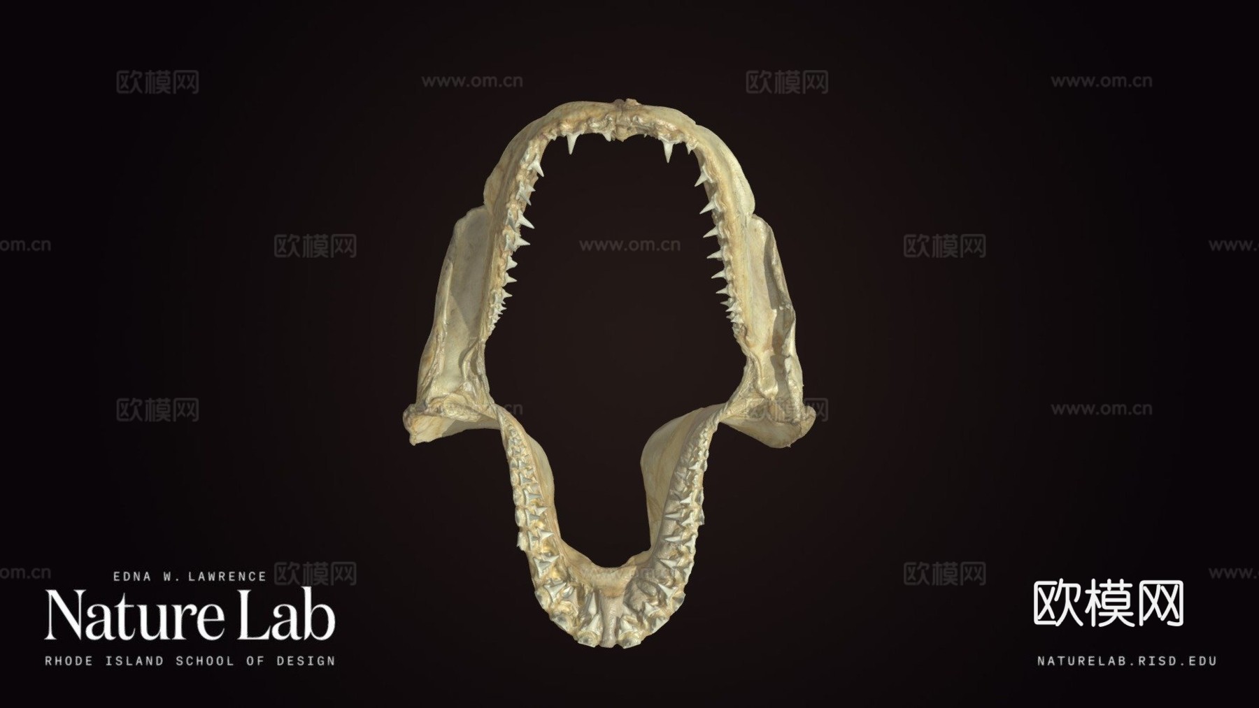 鲨鱼牙齿su模型下载（渲染图1）