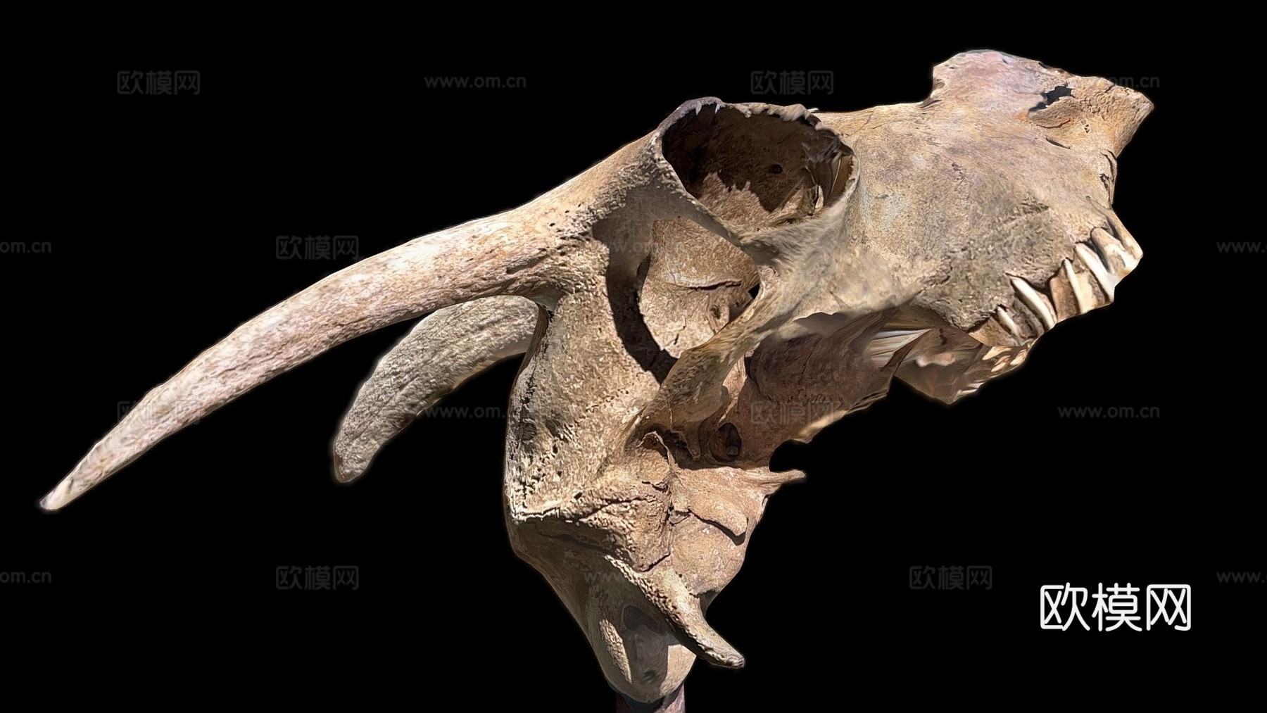 山羊头骨su模型