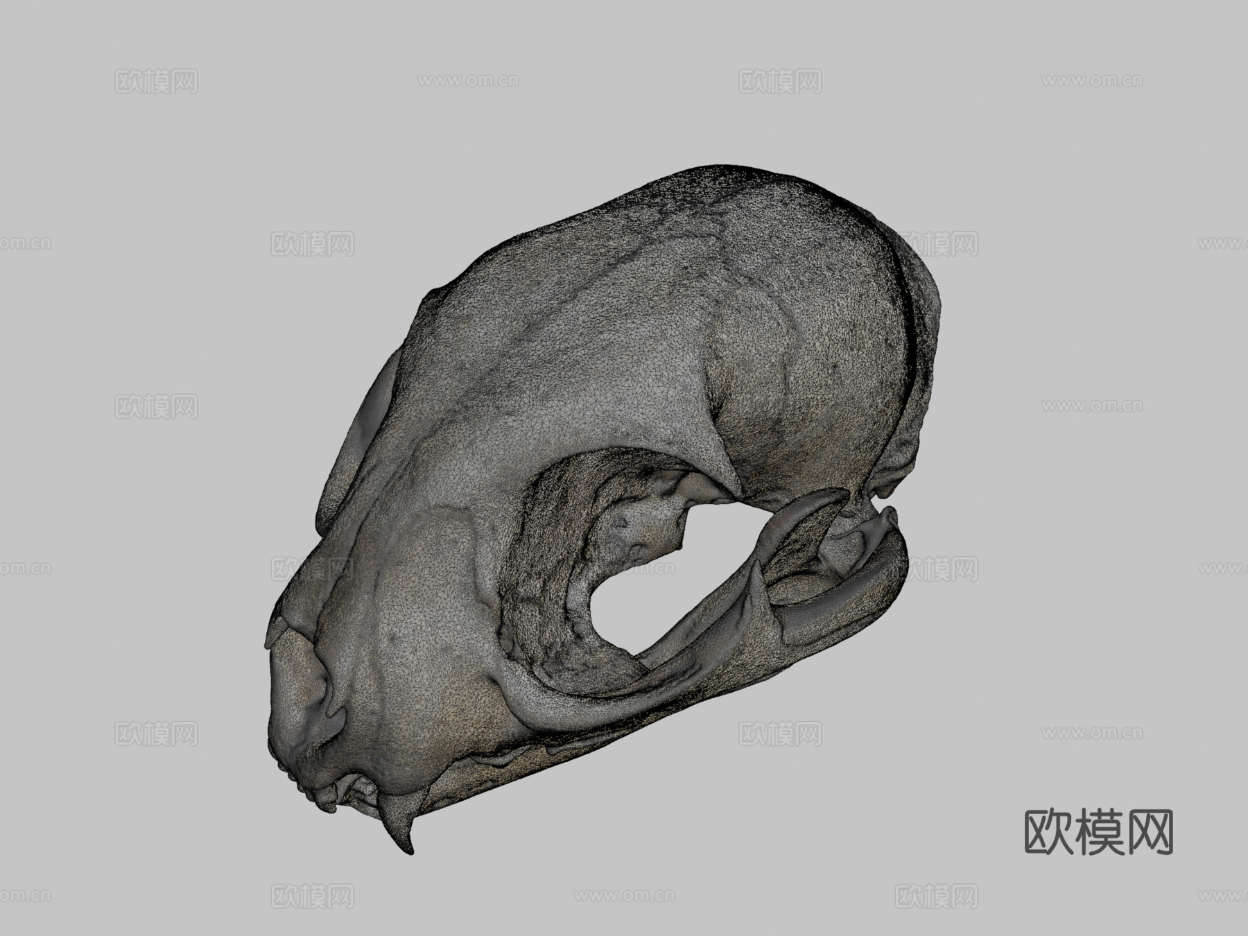 山猫头骨su模型