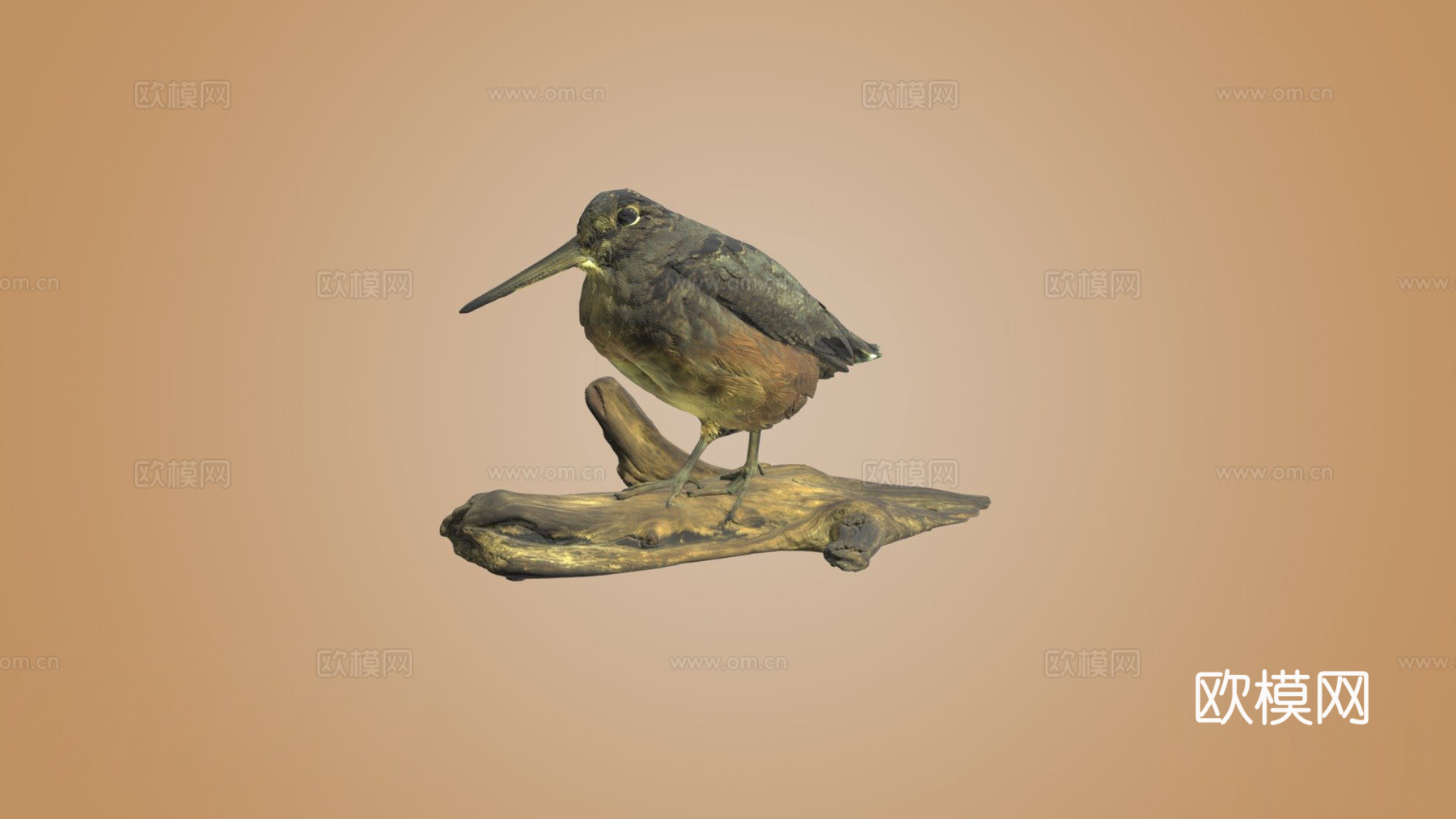 美洲丘鹬su模型下载（渲染图1）