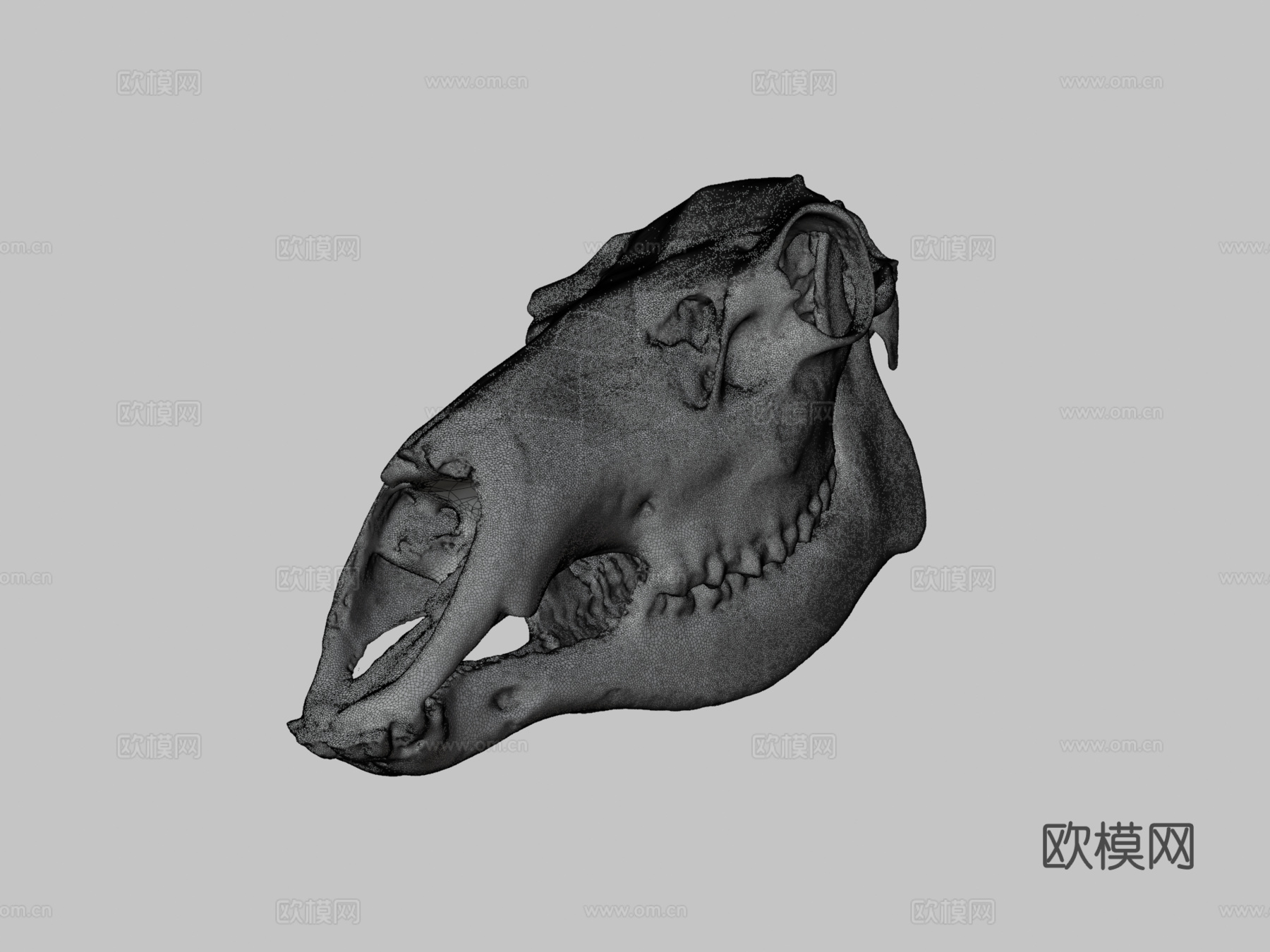 UWYMV哺乳5383马鹿头骨su模型