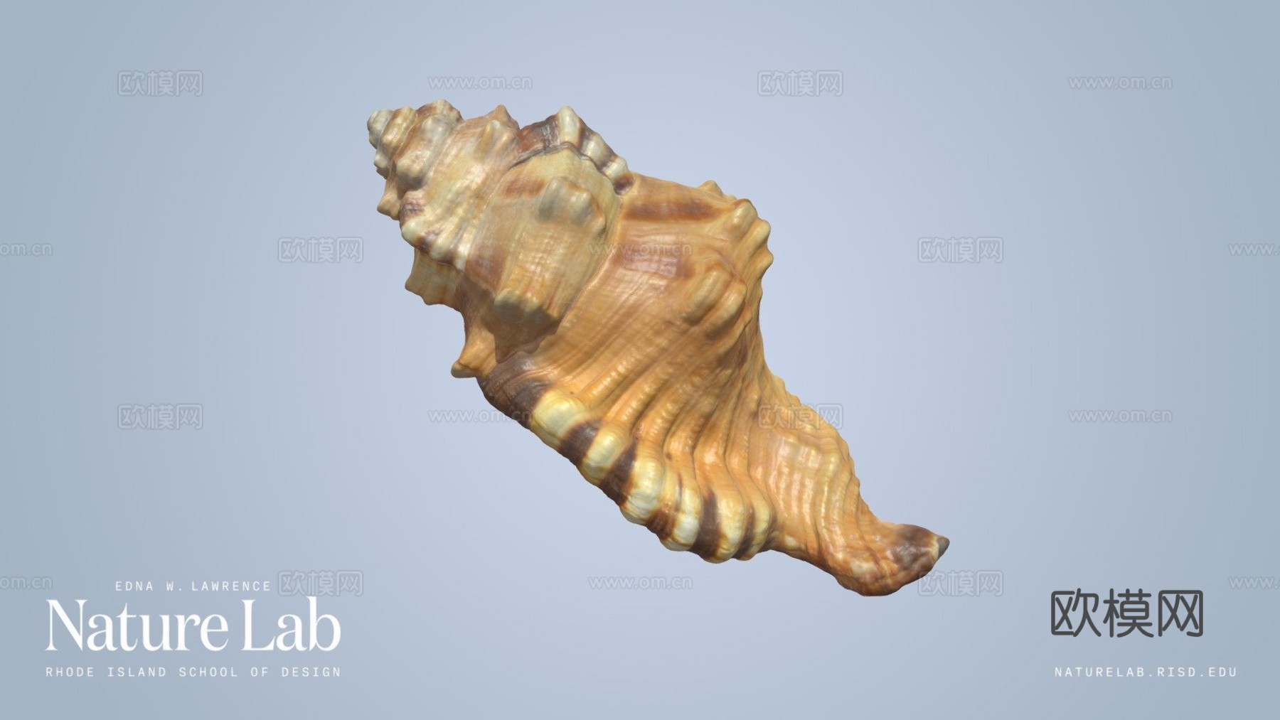 黑斑法螺壳su模型下载（渲染图1）