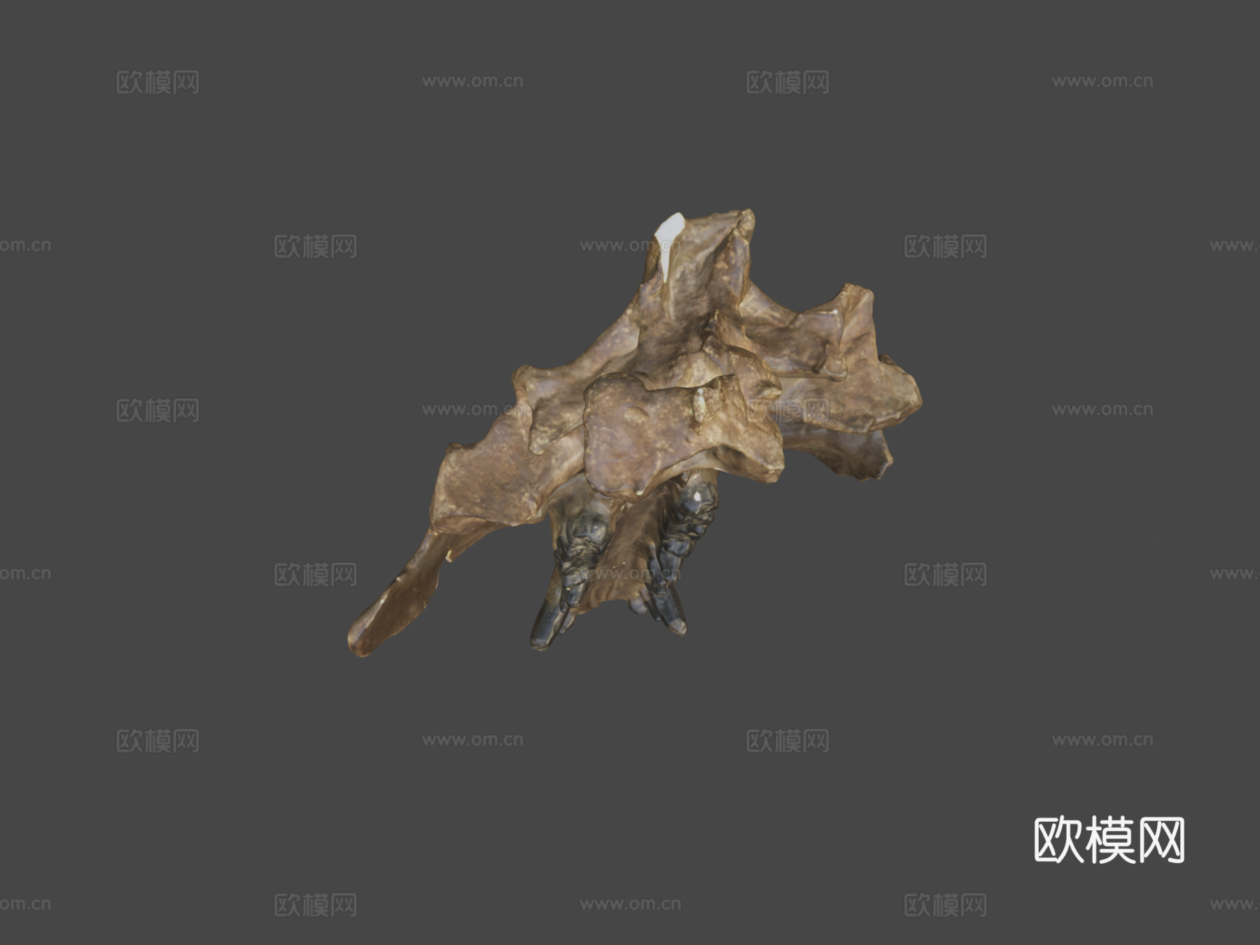 完齿兽头骨su模型