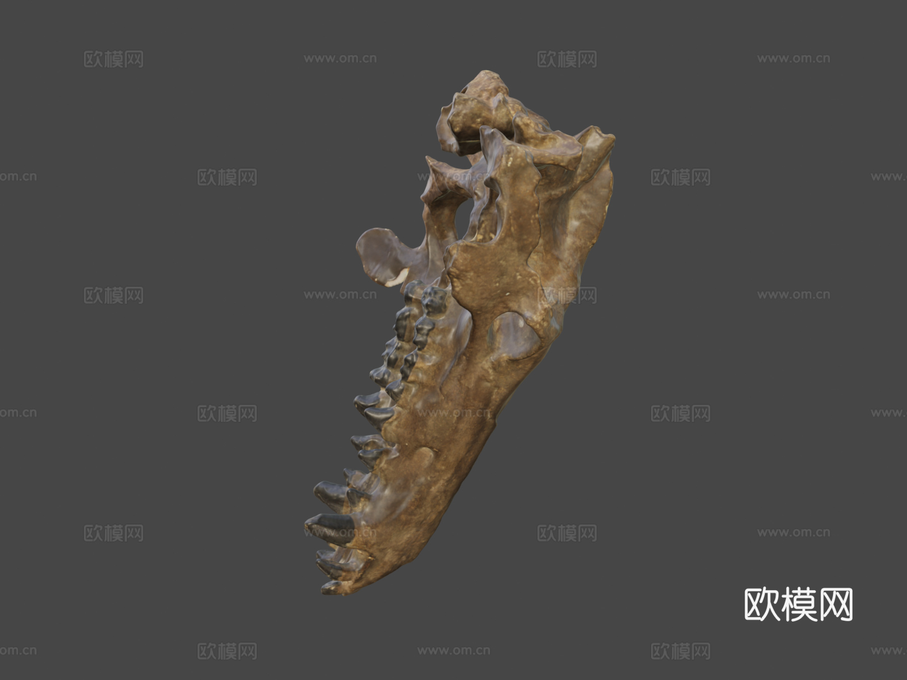 完齿兽头骨su模型