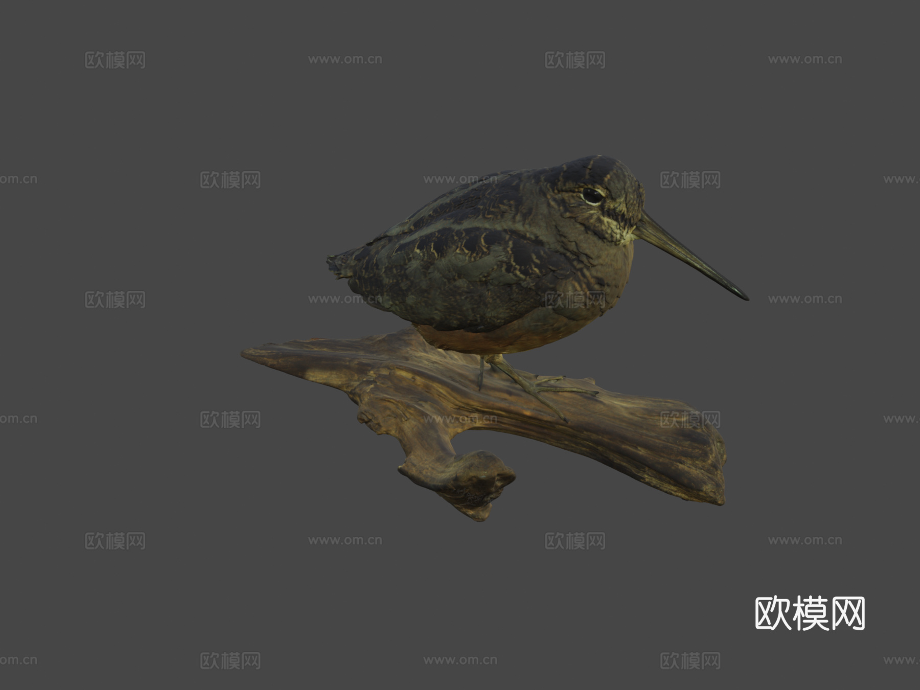 美洲丘鹬su模型下载（渲染图6）