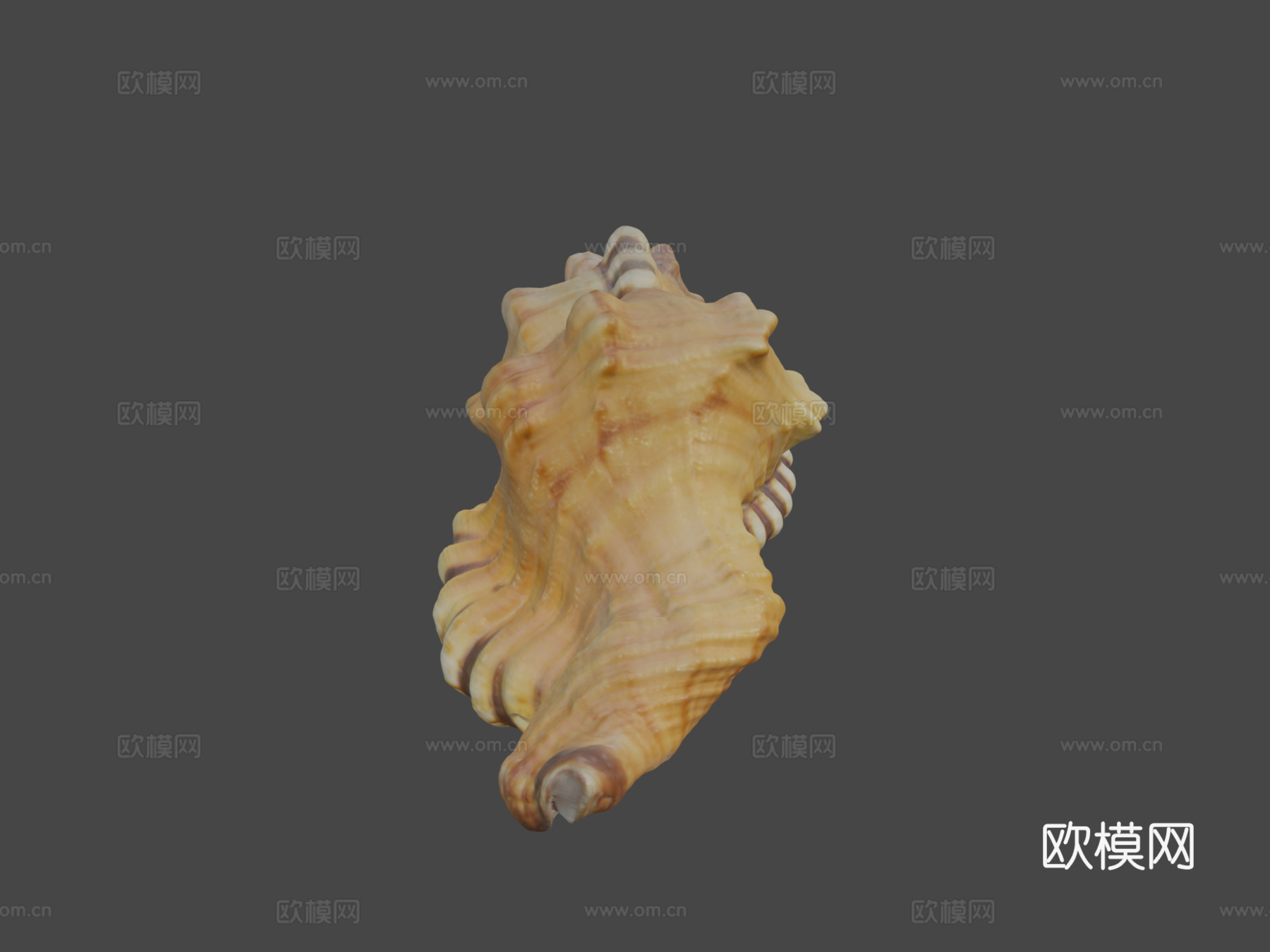 黑斑法螺壳su模型下载（渲染图5）