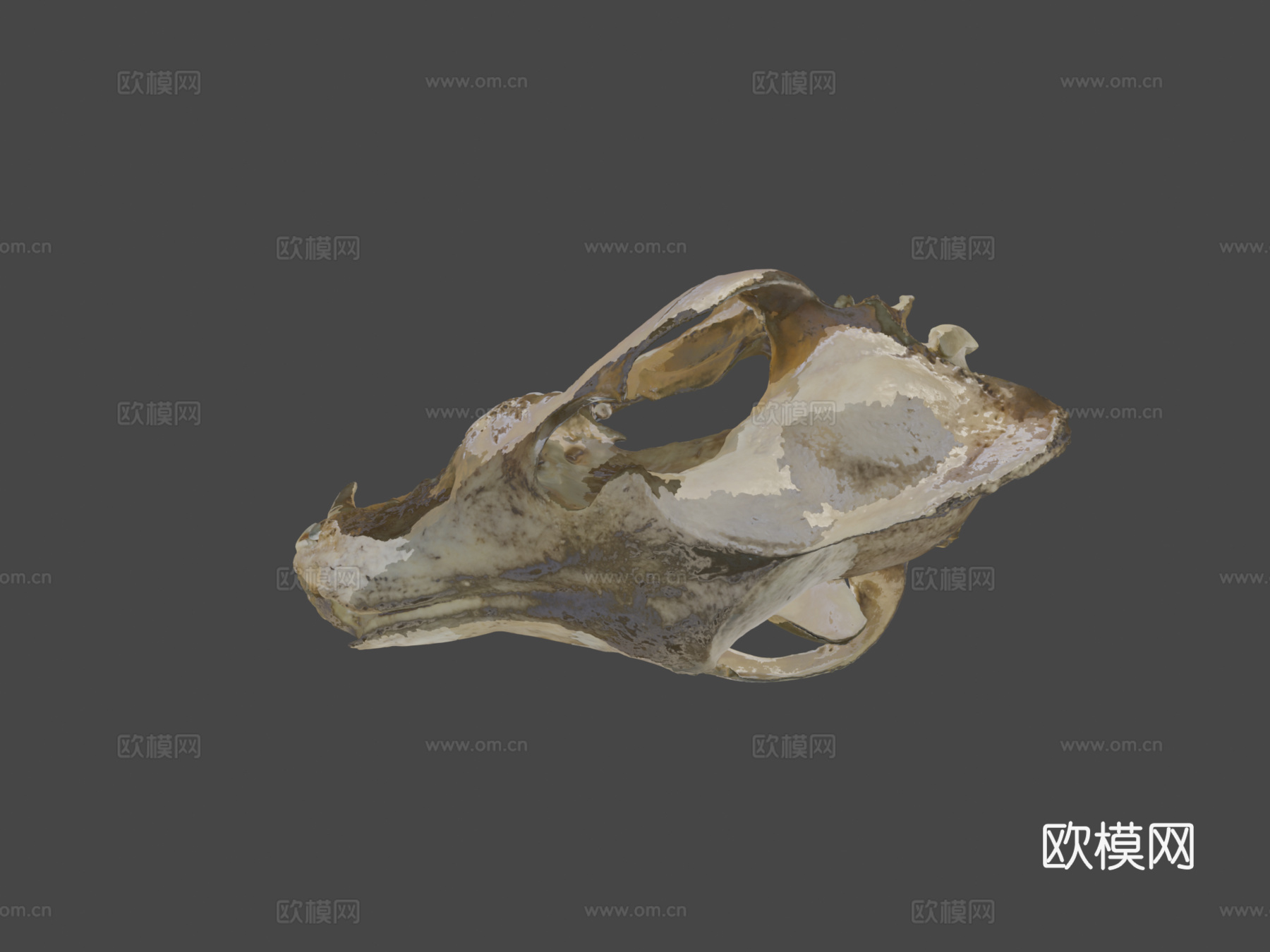CMNH22306灰狼头骨su模型