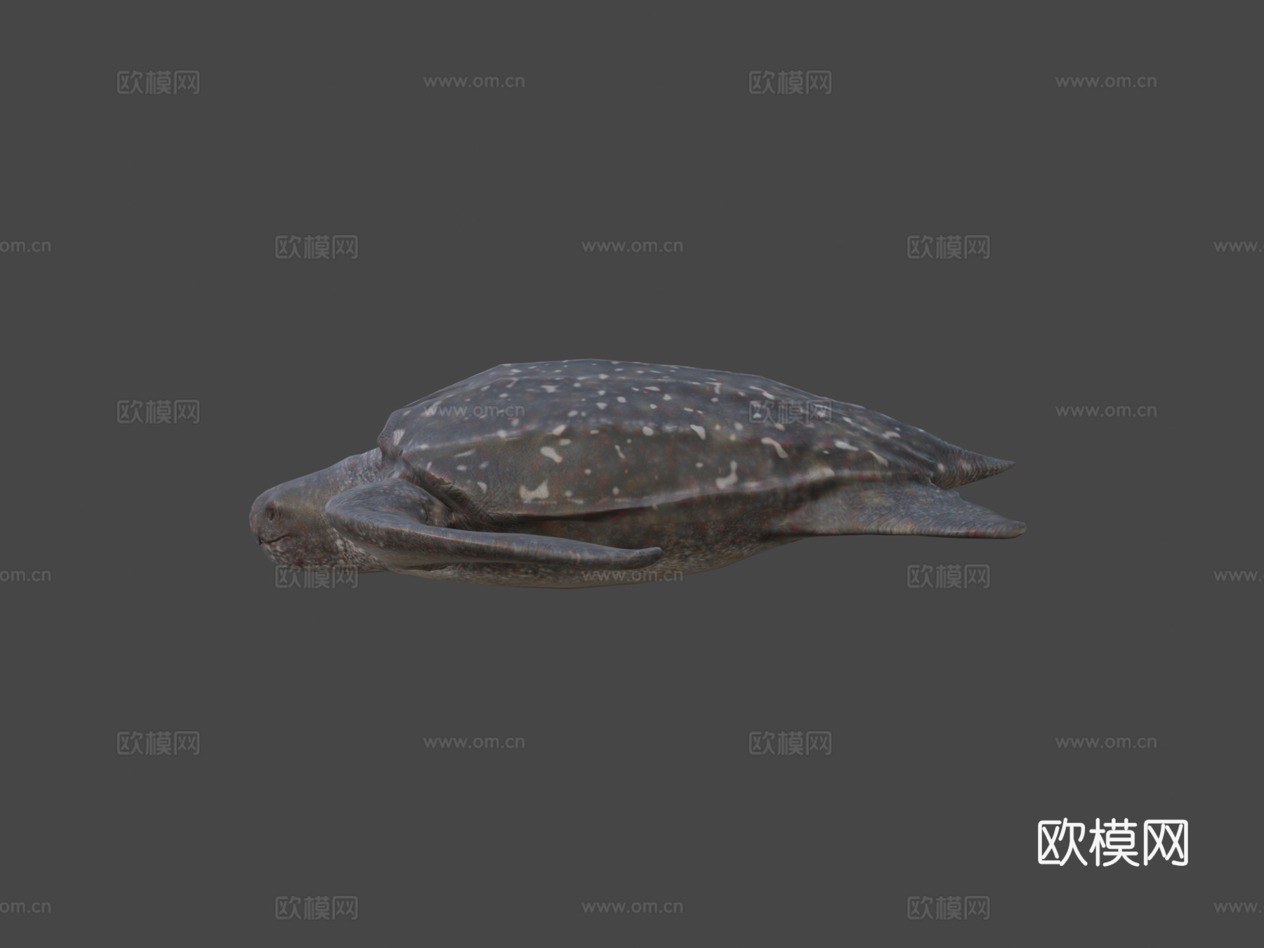 棱皮海龟su模型下载（渲染图6）