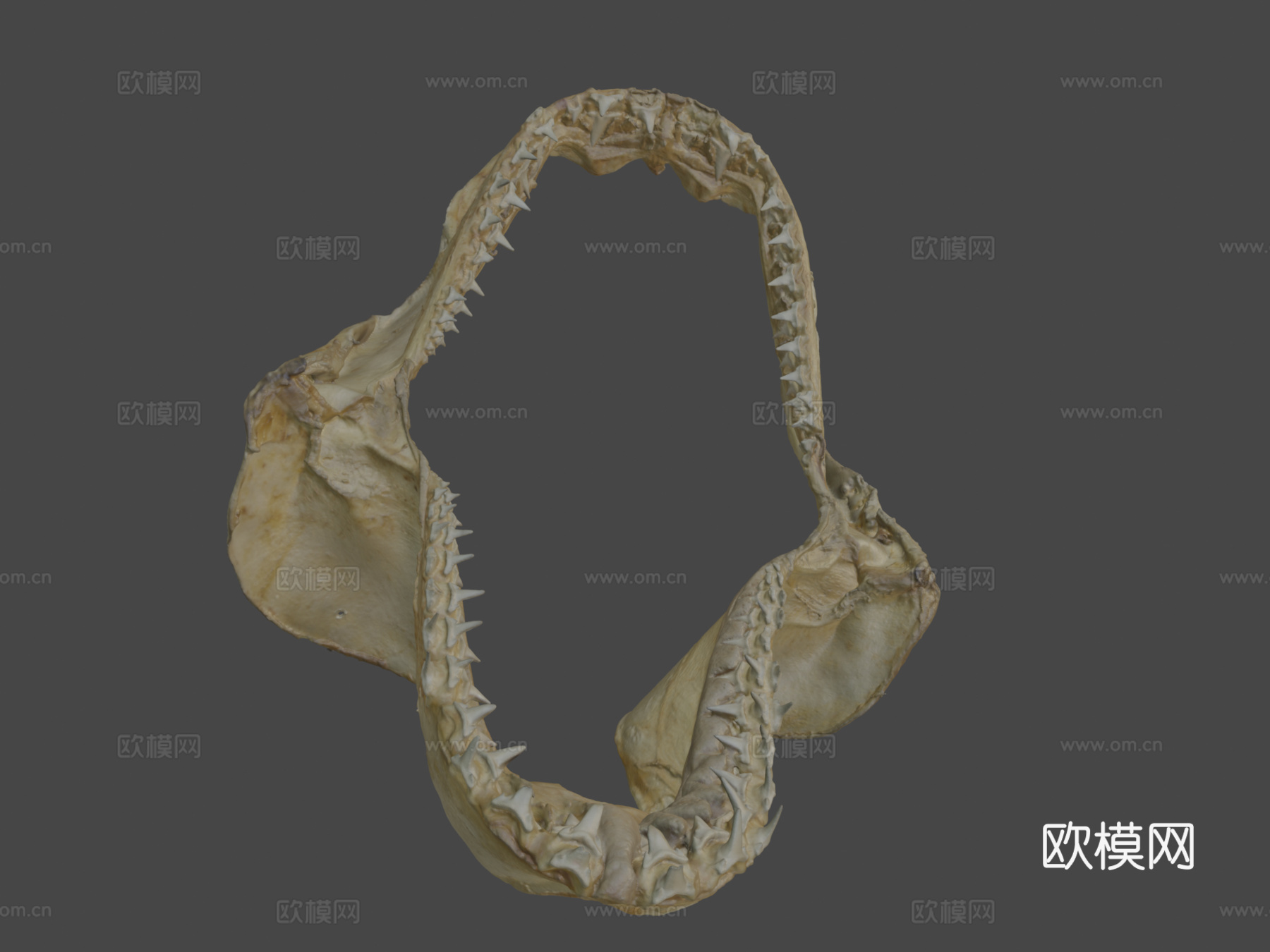 鲨鱼牙齿su模型下载（渲染图8）