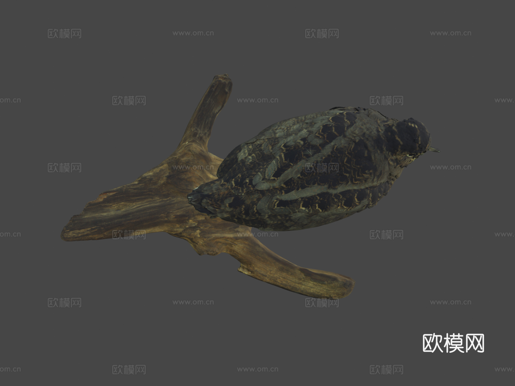 美洲丘鹬su模型下载（渲染图8）