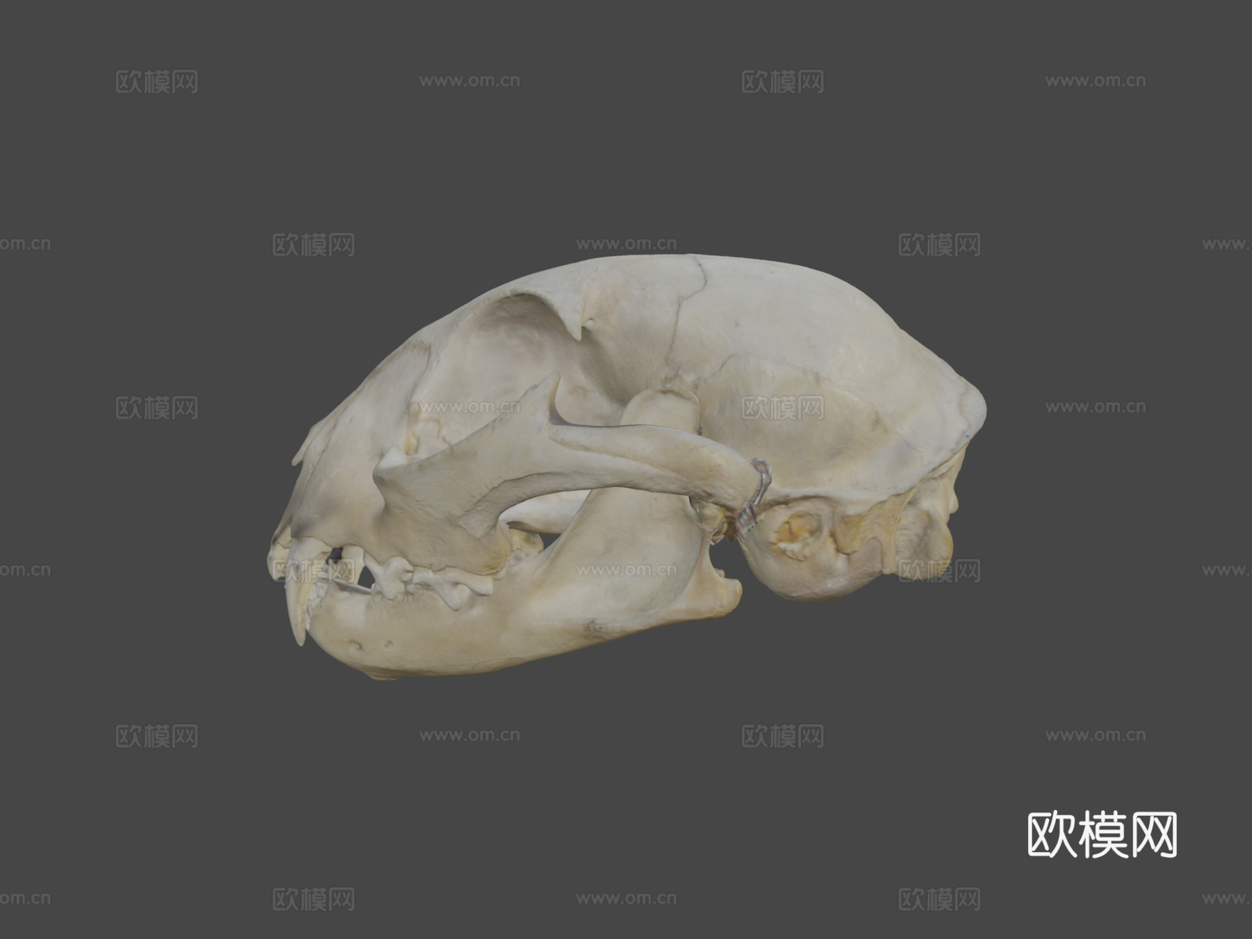 山猫头骨su模型